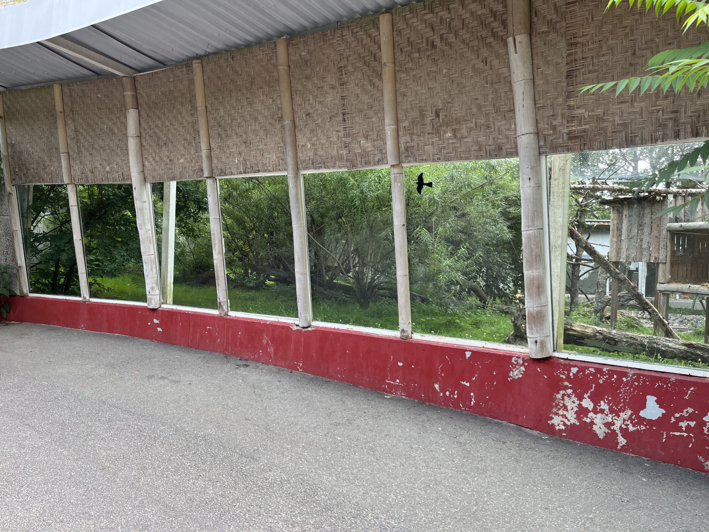 Clouded Leopard Exhibit