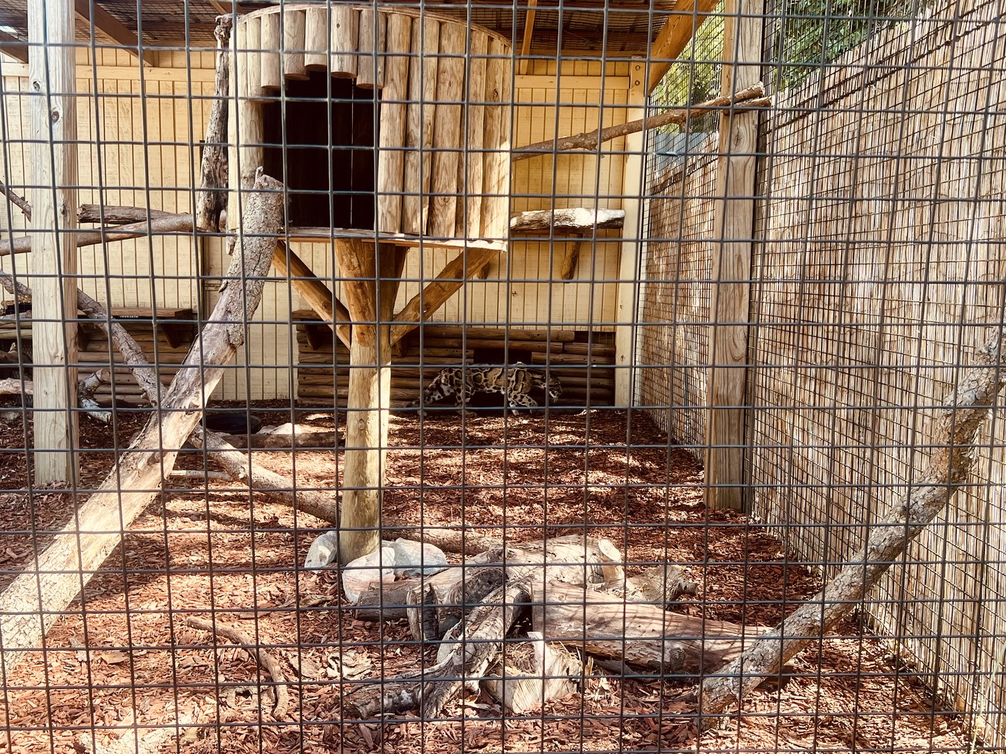 Clouded Leopard Exhibit