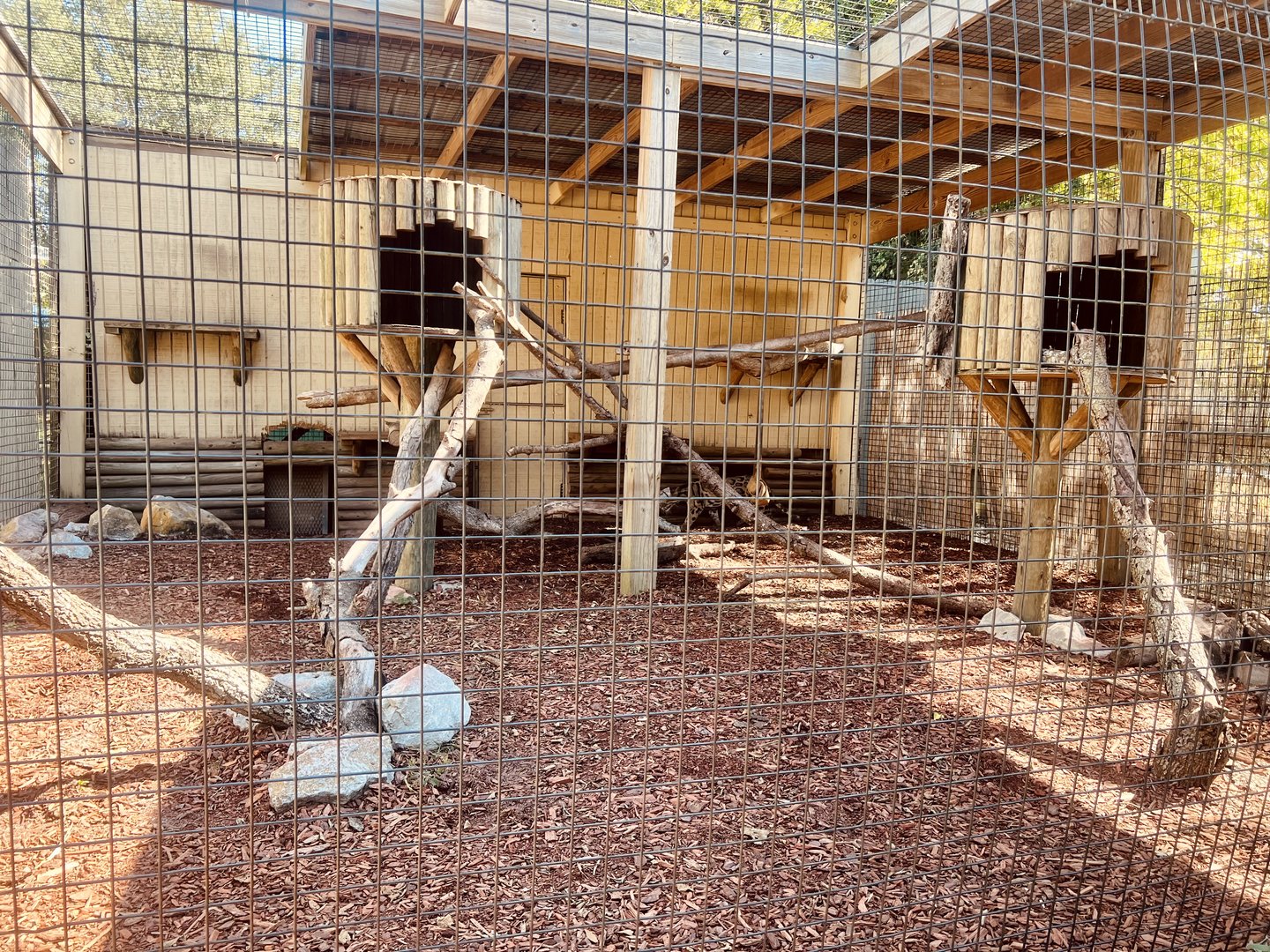 Clouded Leopard Exhibit