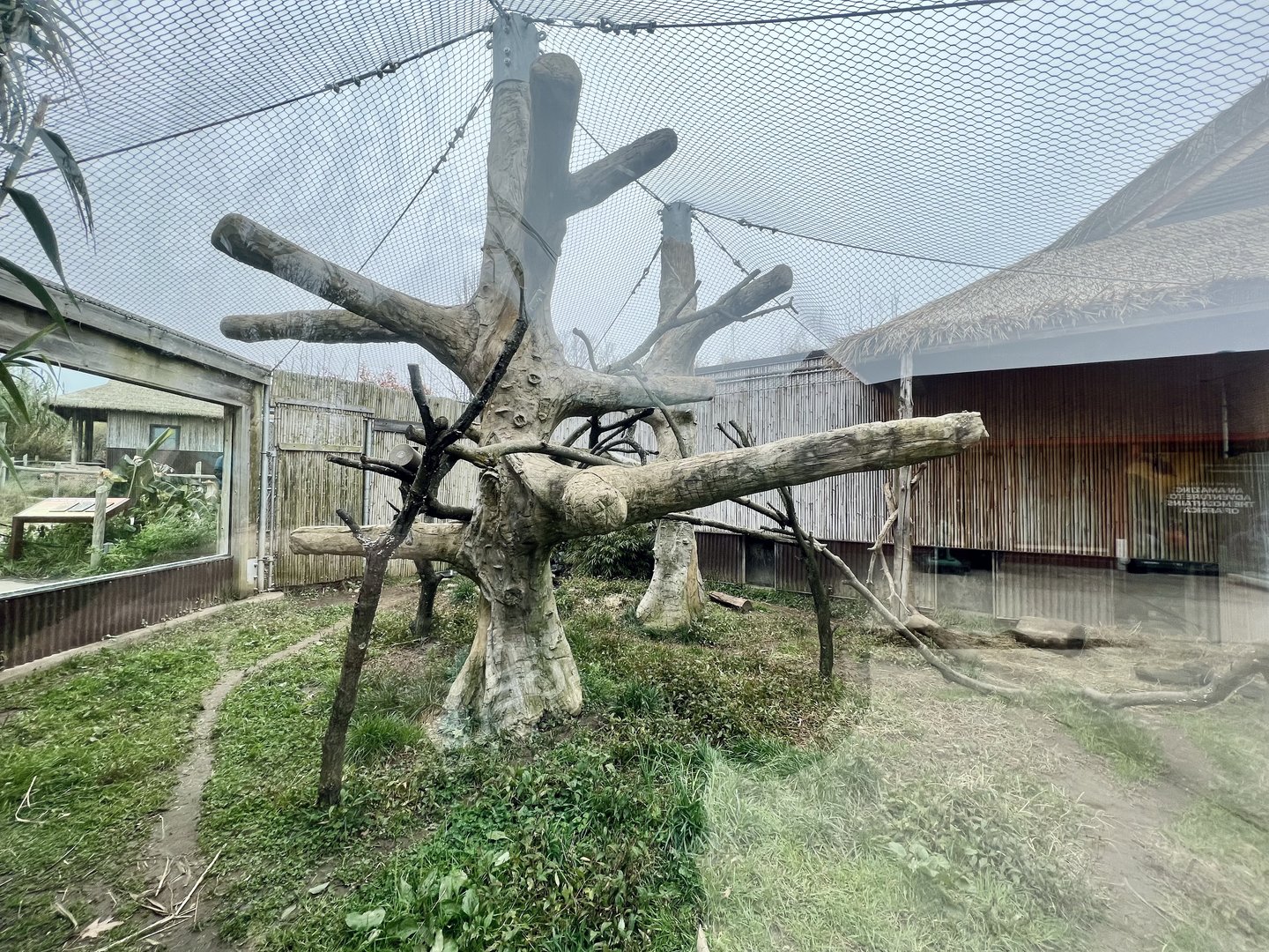 Clouded Leopard Exhibit