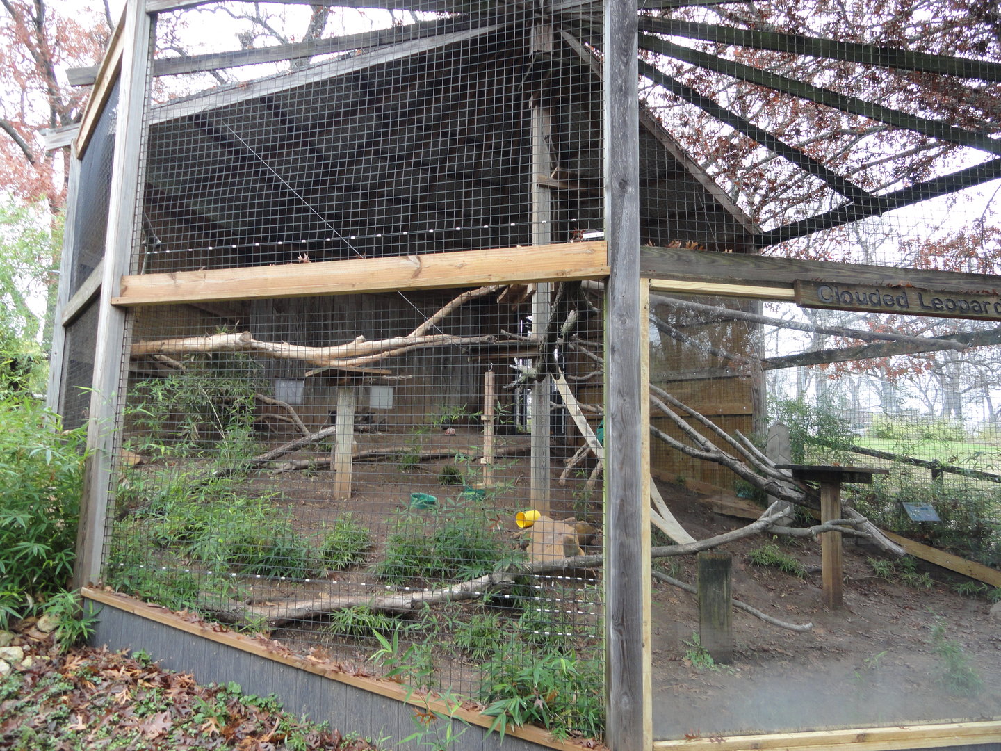 Clouded Leopard Exhibit