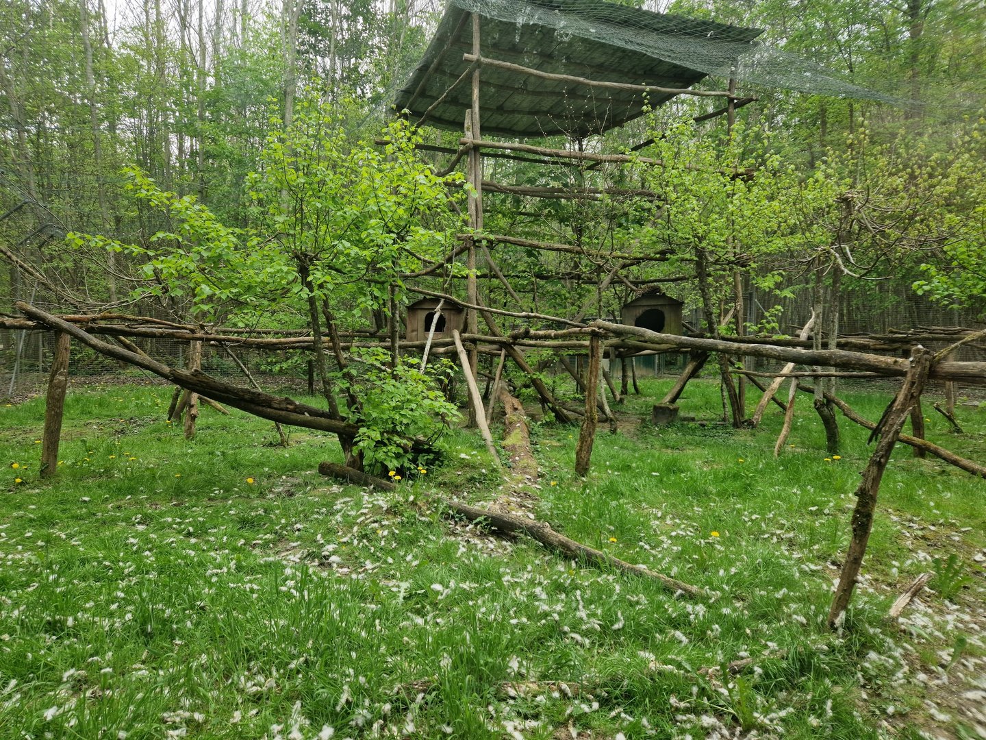 Clouded Leopard exhibit