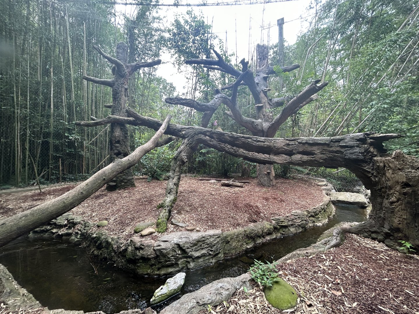 Clouded Leopard Exhibit