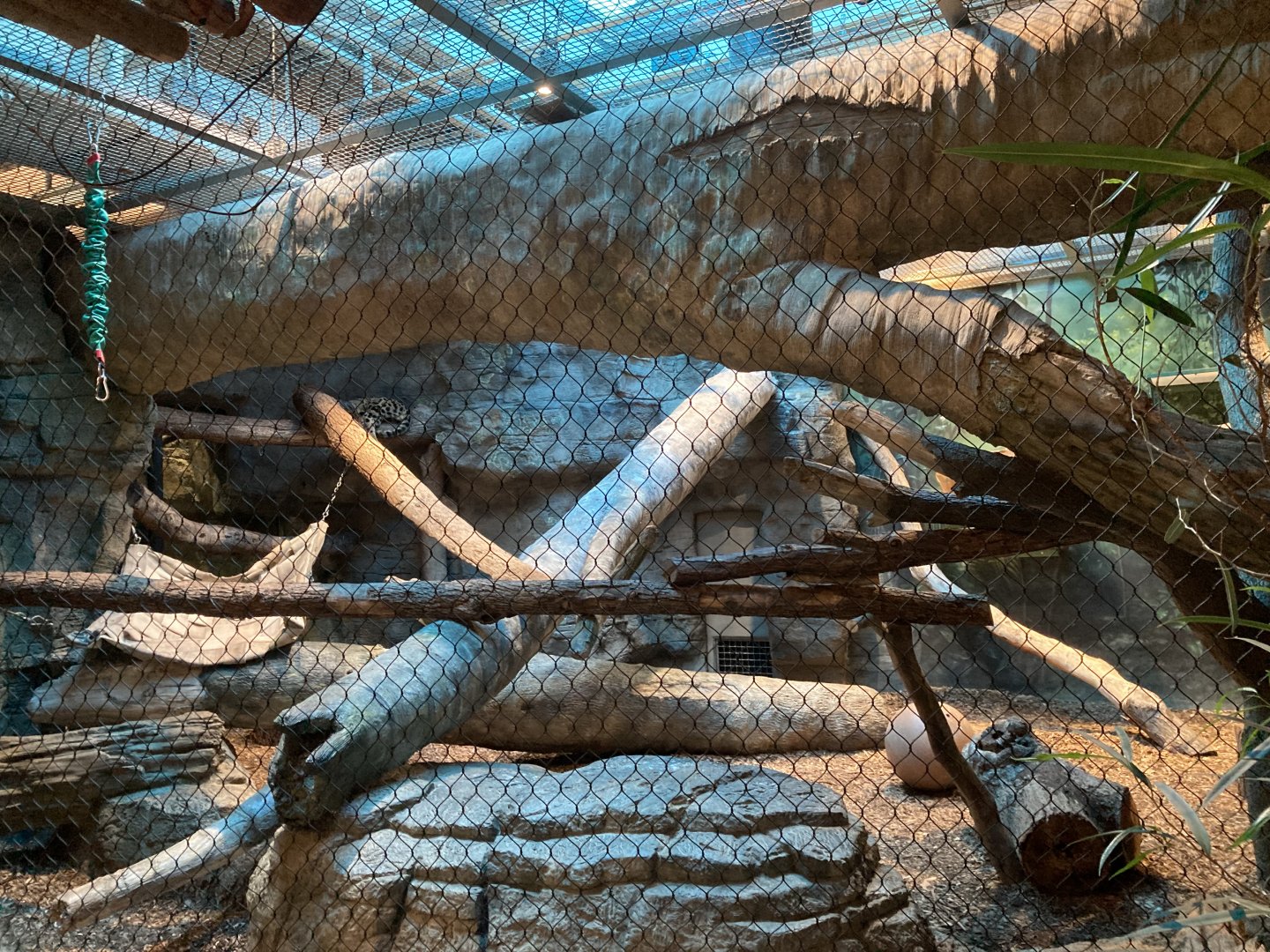 Clouded Leopard Exhibit