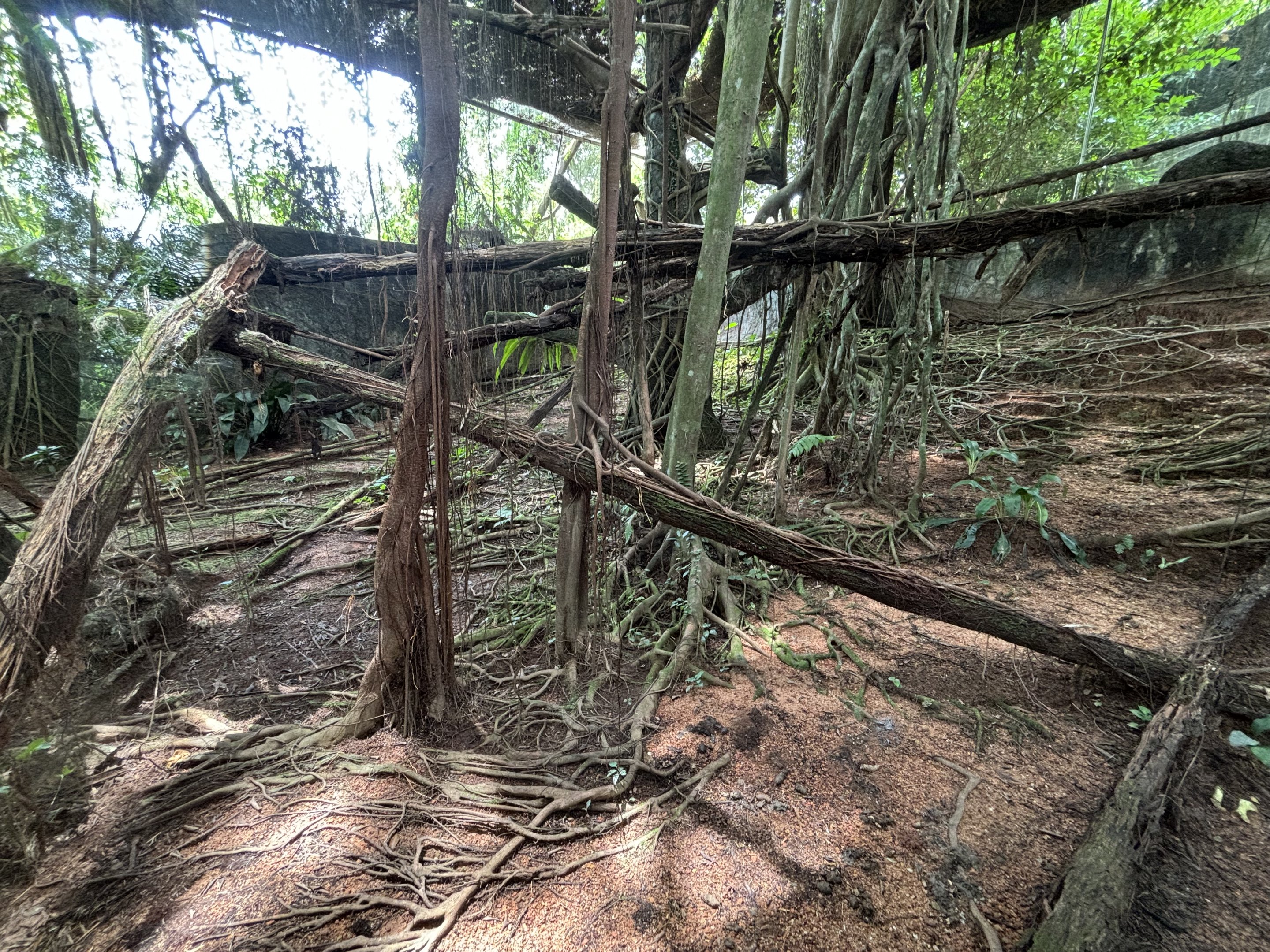 Clouded Leopard Exhibit