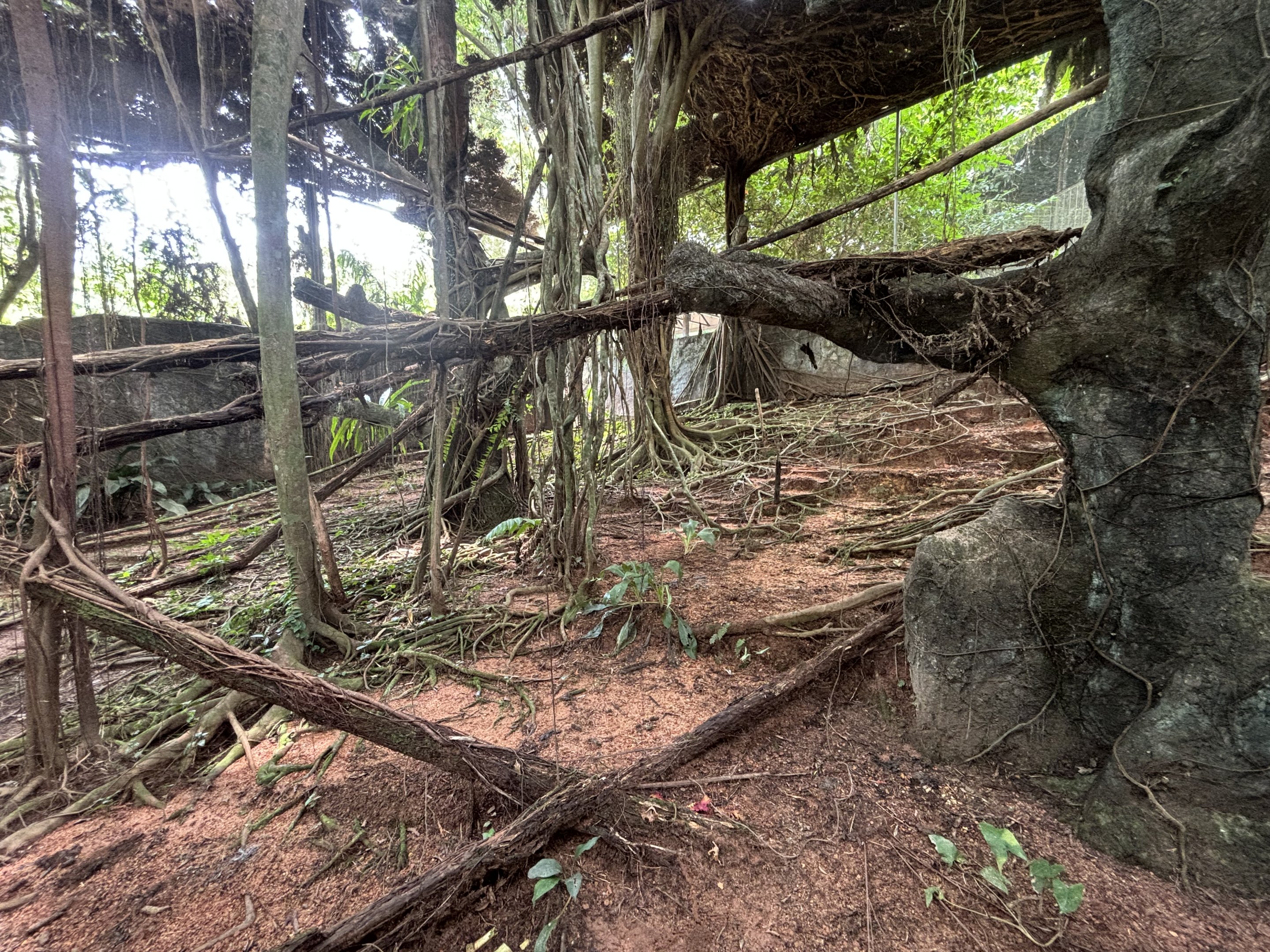 Clouded Leopard Exhibit