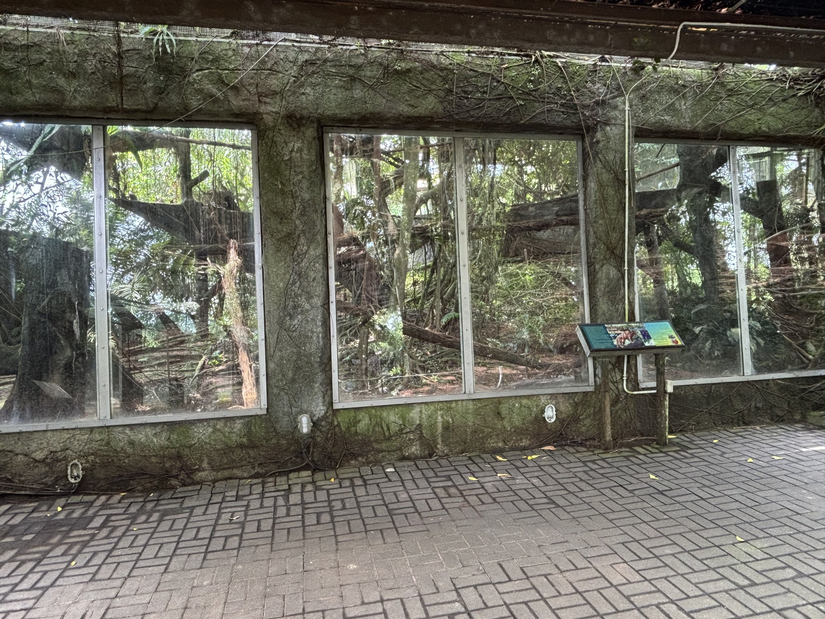 Clouded Leopard Exhibit