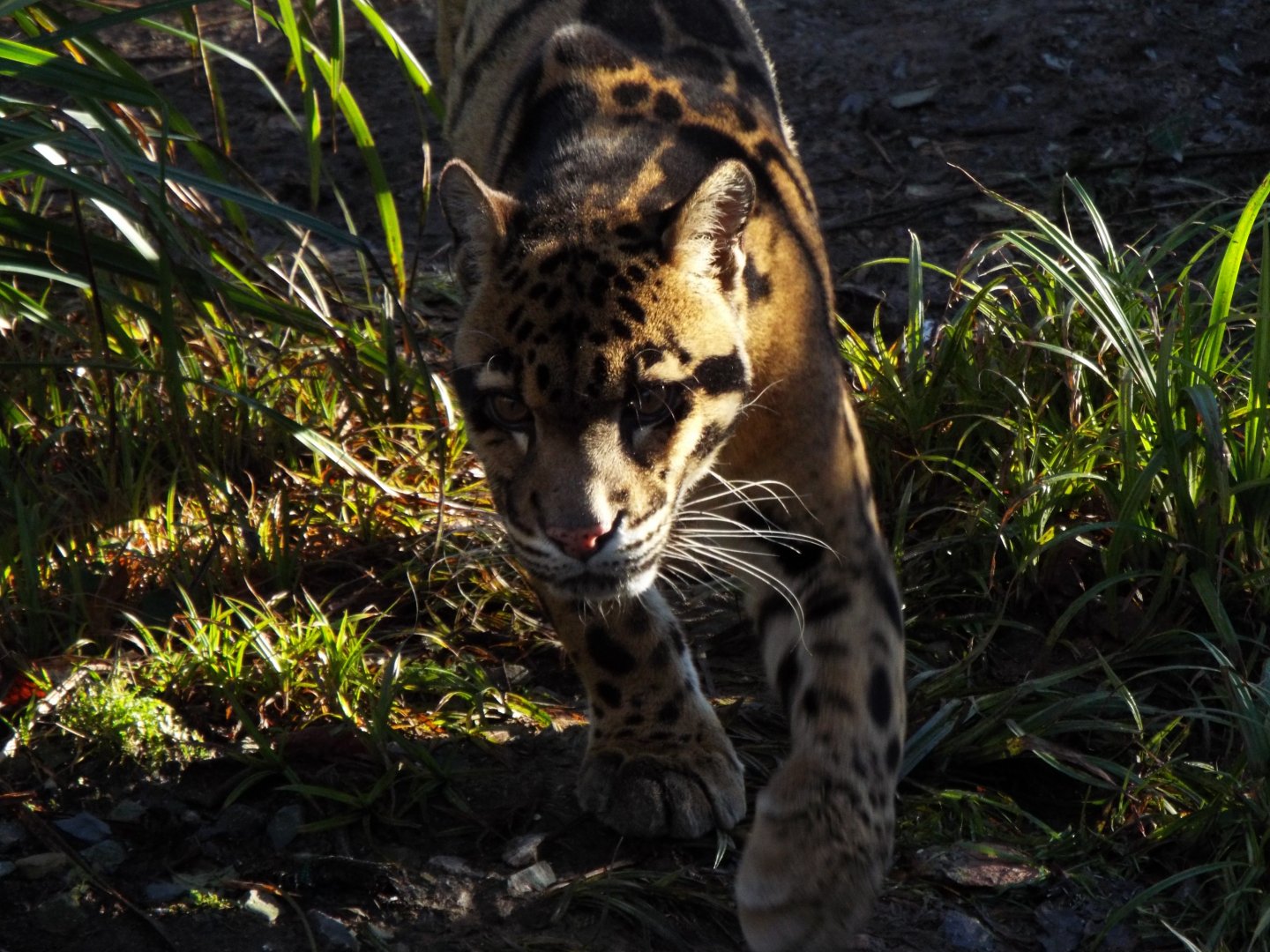 Clouded Leopard, Exmoor Zoo