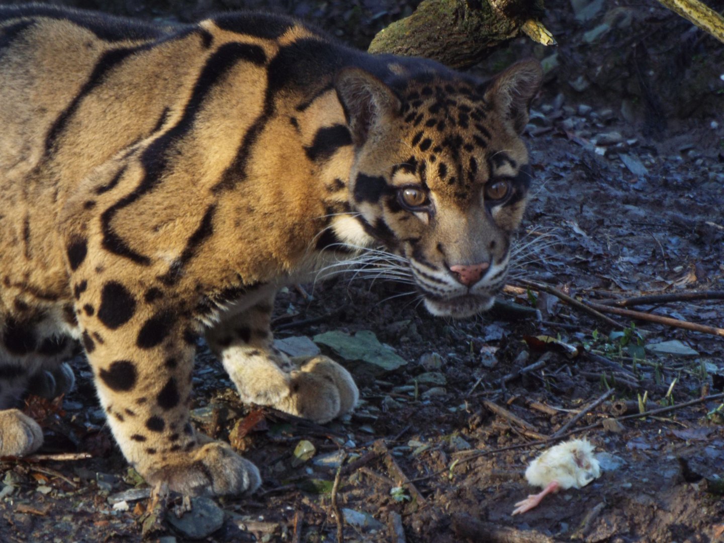 Clouded Leopard, Exmoor Zoo