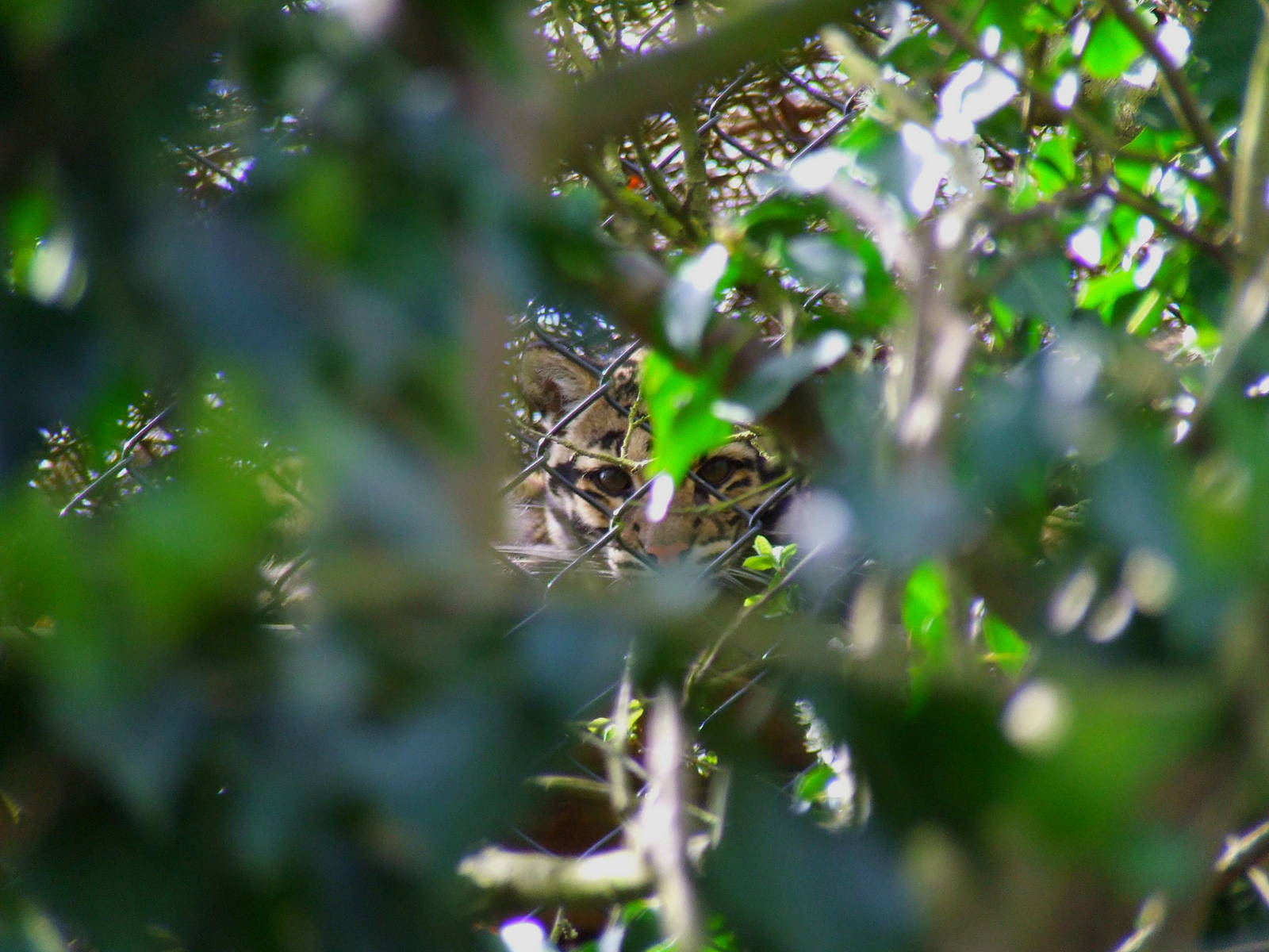 Clouded Leopard, face to face