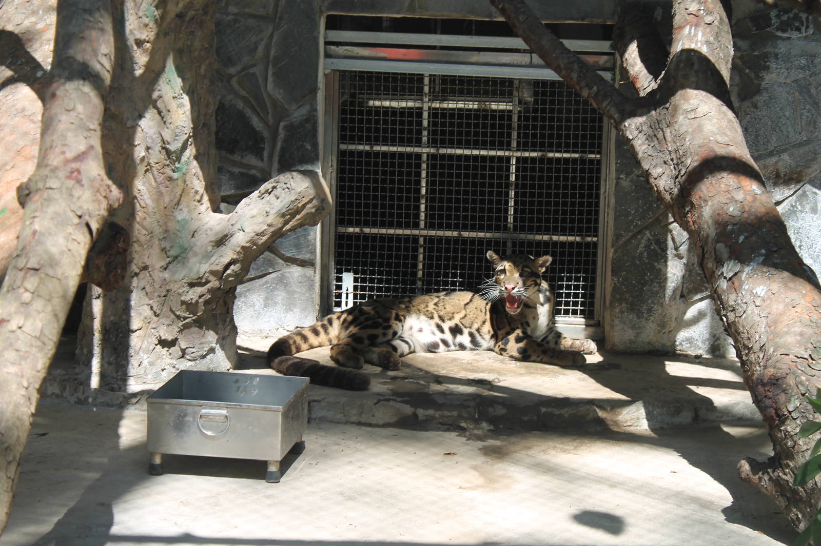 Clouded Leopard - February 2013