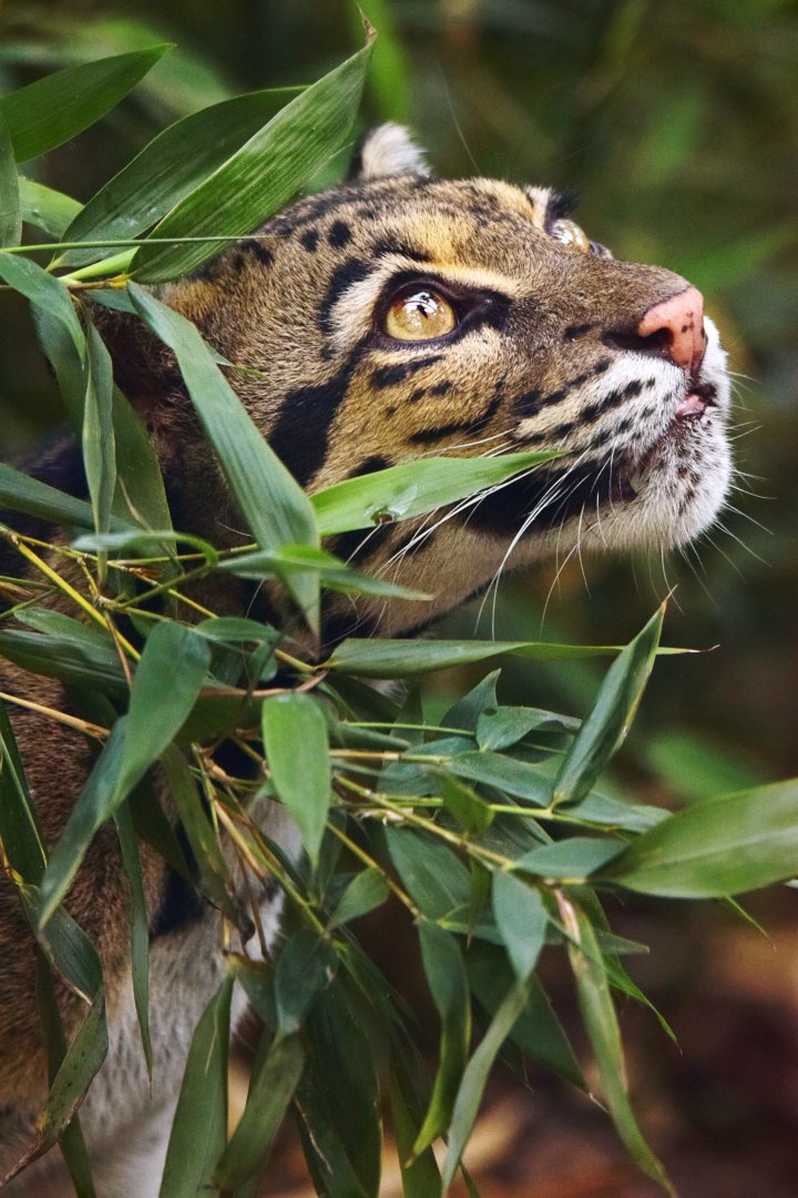 Clouded leopard female