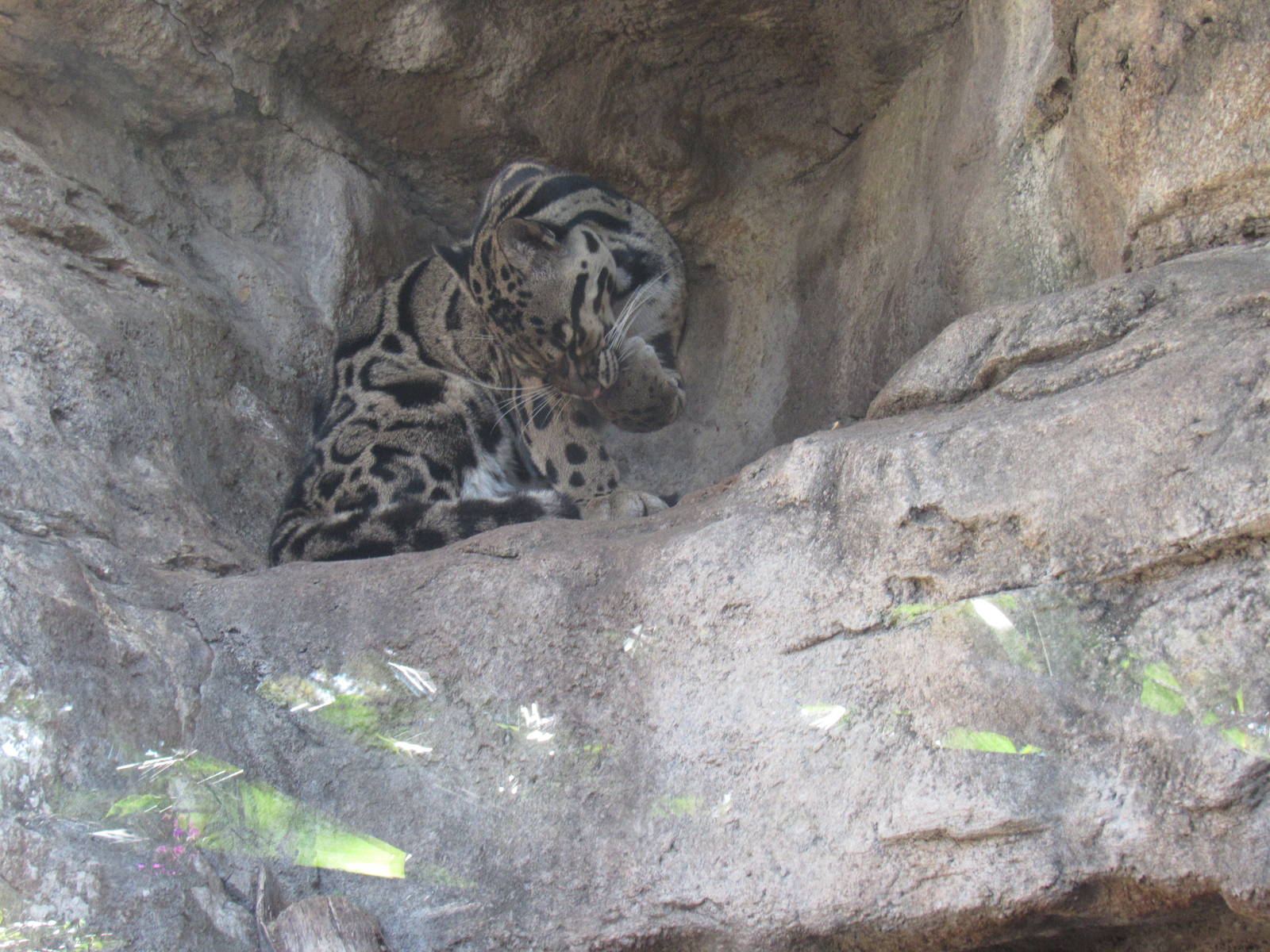 Clouded Leopard grooming