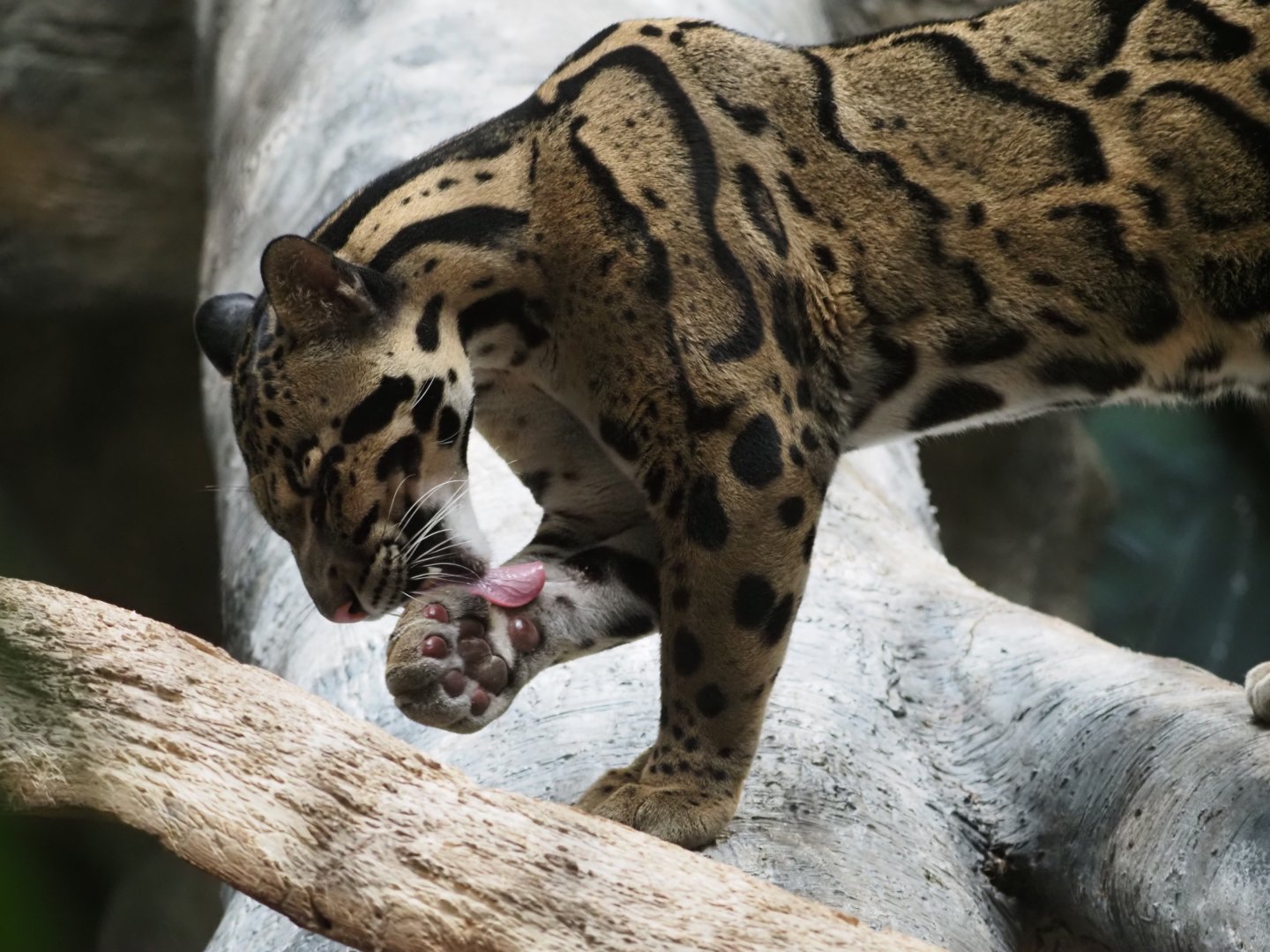 Clouded leopard grooming