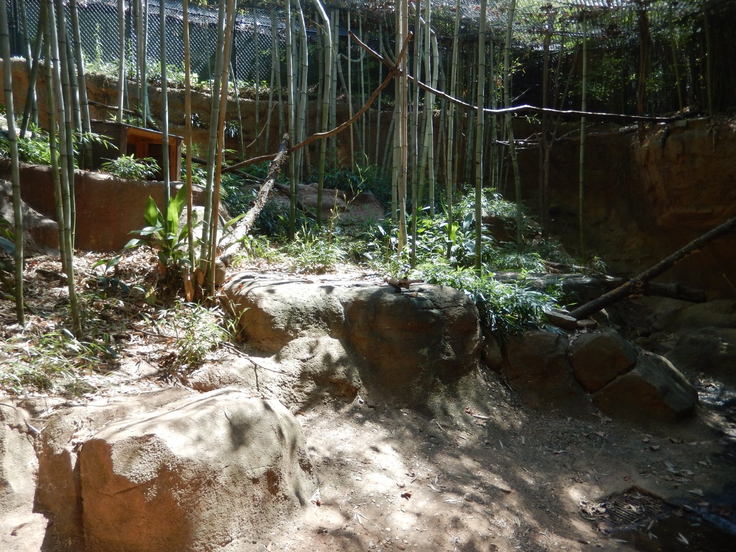 Clouded Leopard Habitat