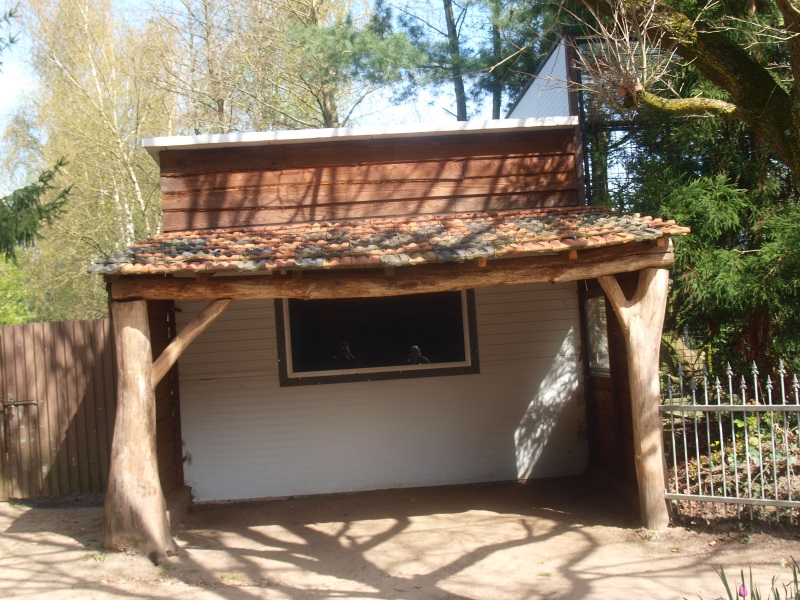 Clouded leopard house with viewing area (April 19th, 2015)