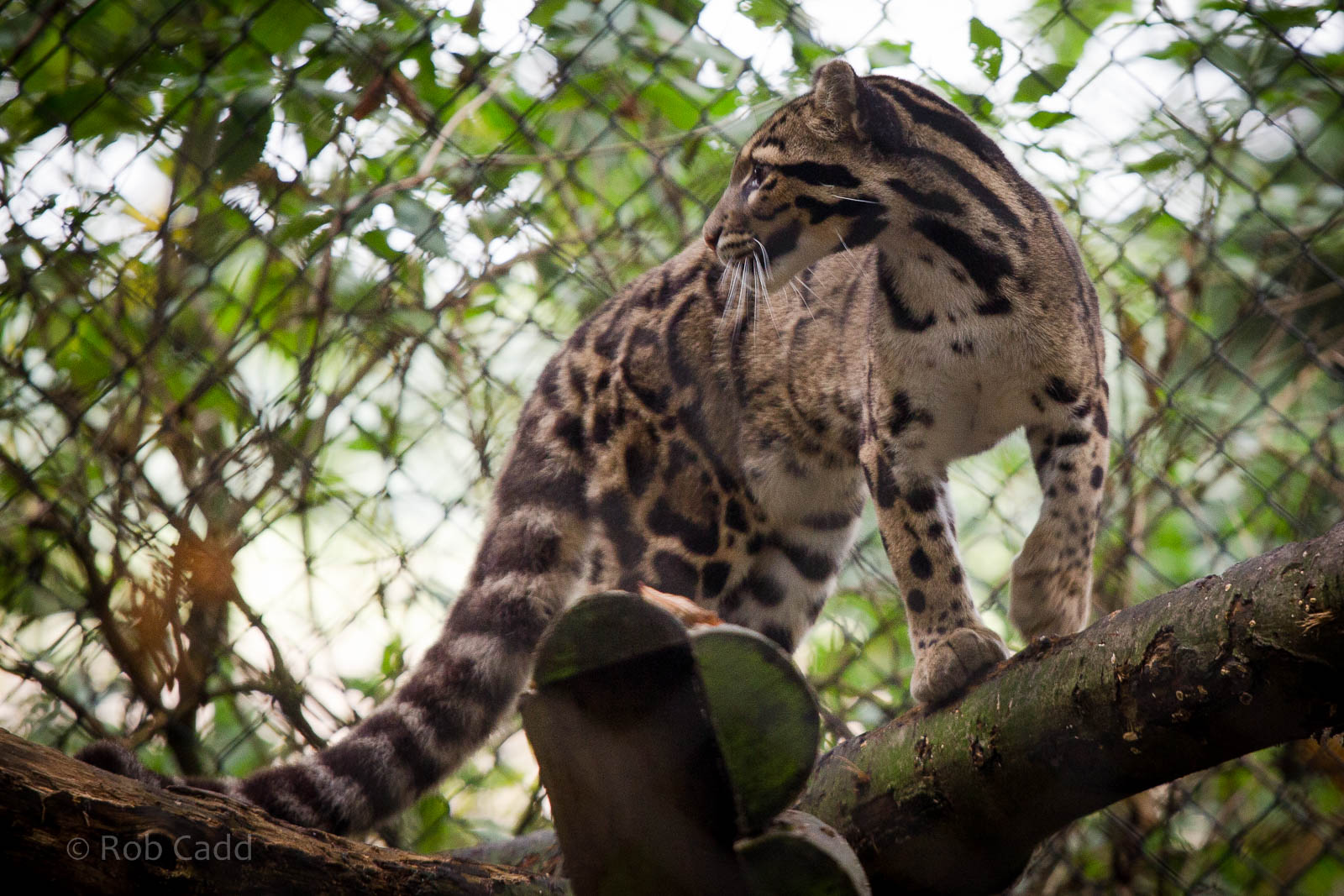 Clouded leopard : Howletts : 14 Oct 2014