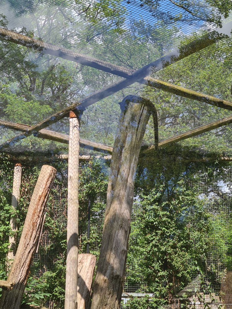 Clouded leopard - If I fits, I sits