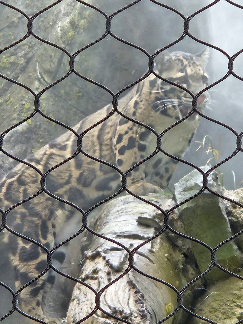Clouded leopard in the mist