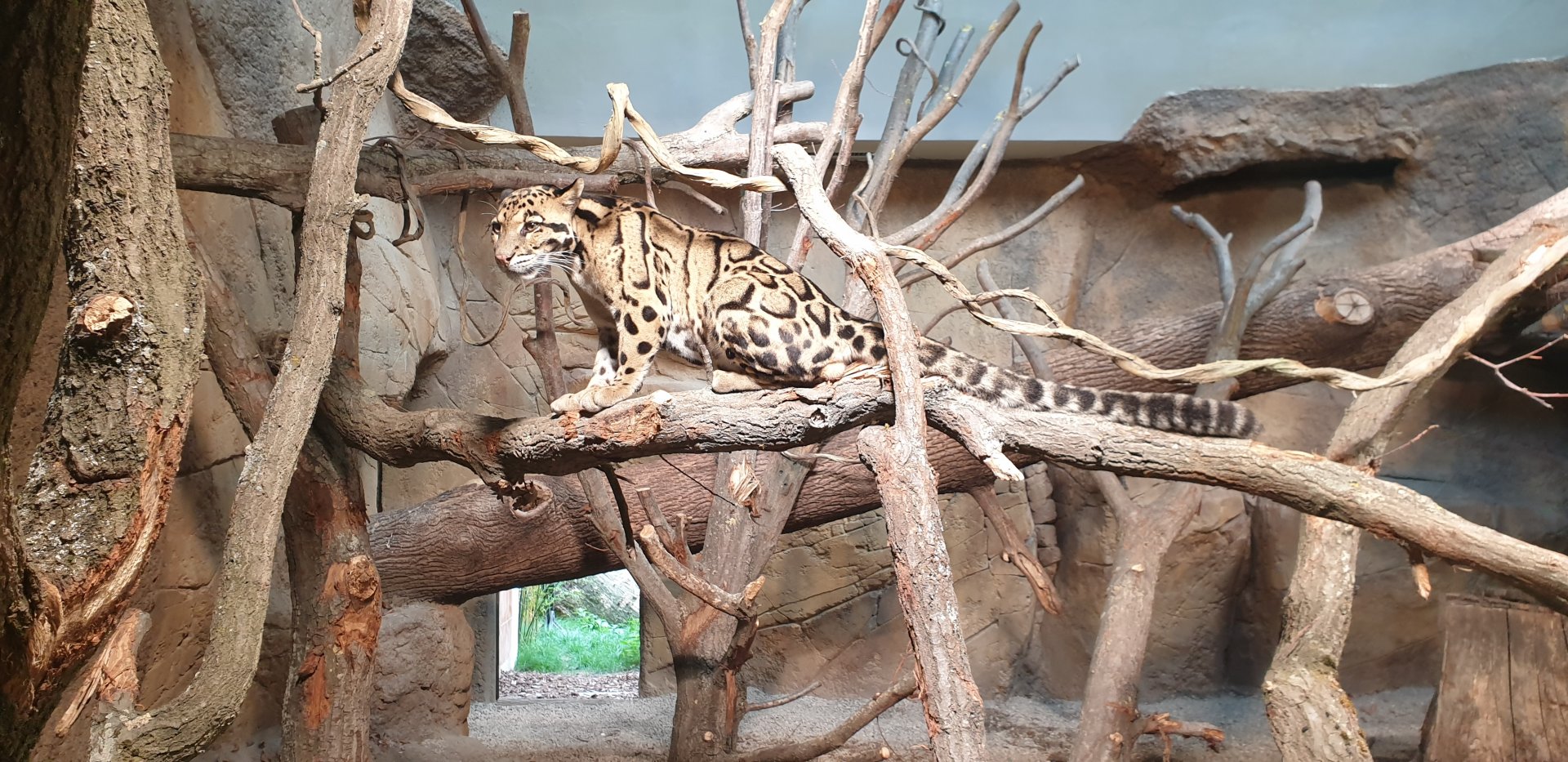 Clouded Leopard indoor ABH