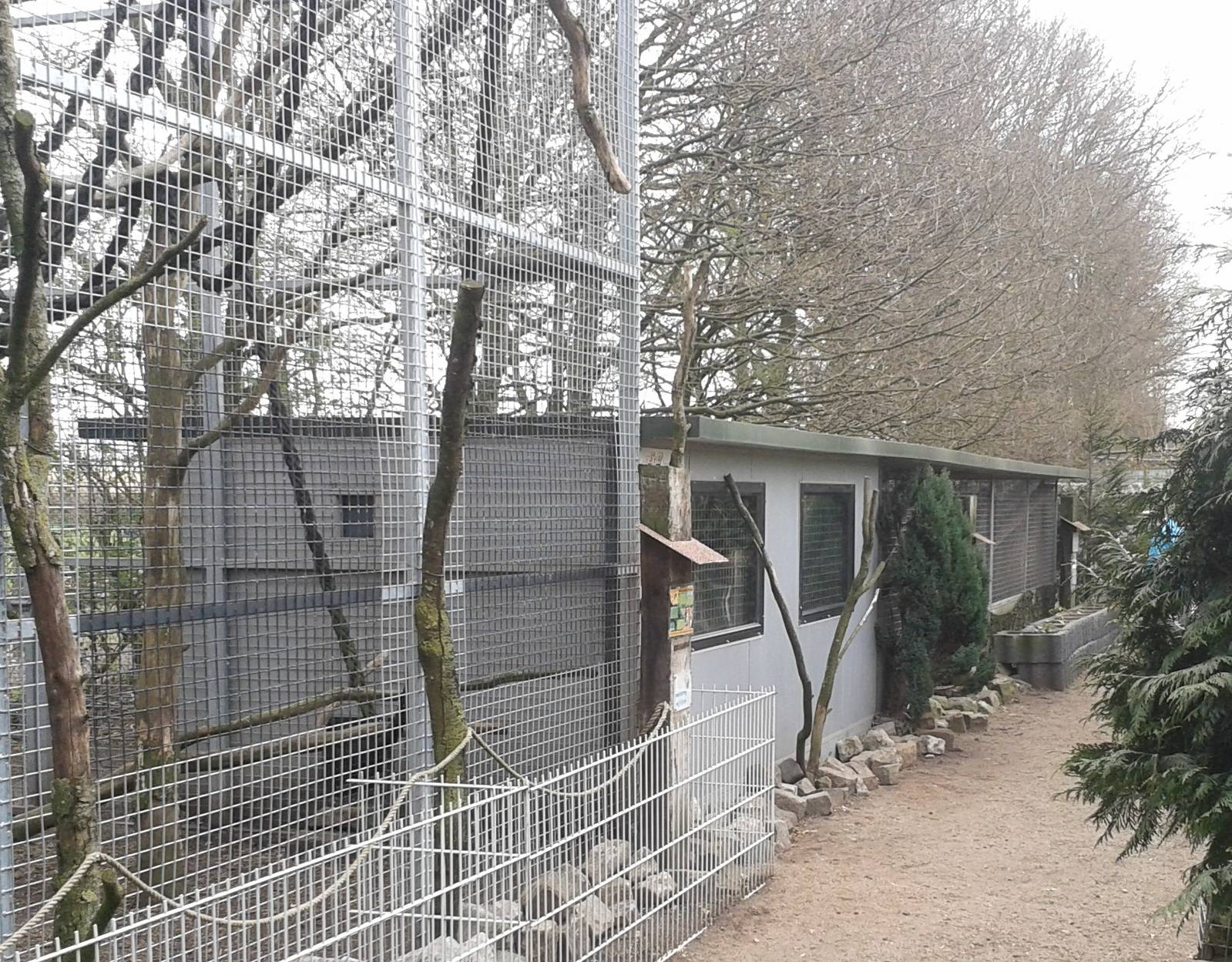 Clouded leopard indoor-enclosure