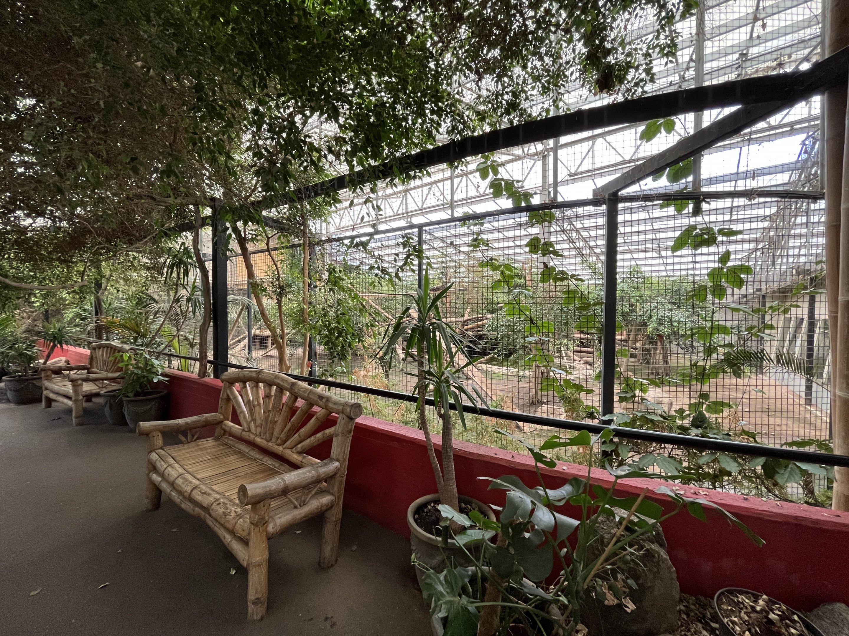 Clouded Leopard Indoor Exhibit (huge!)