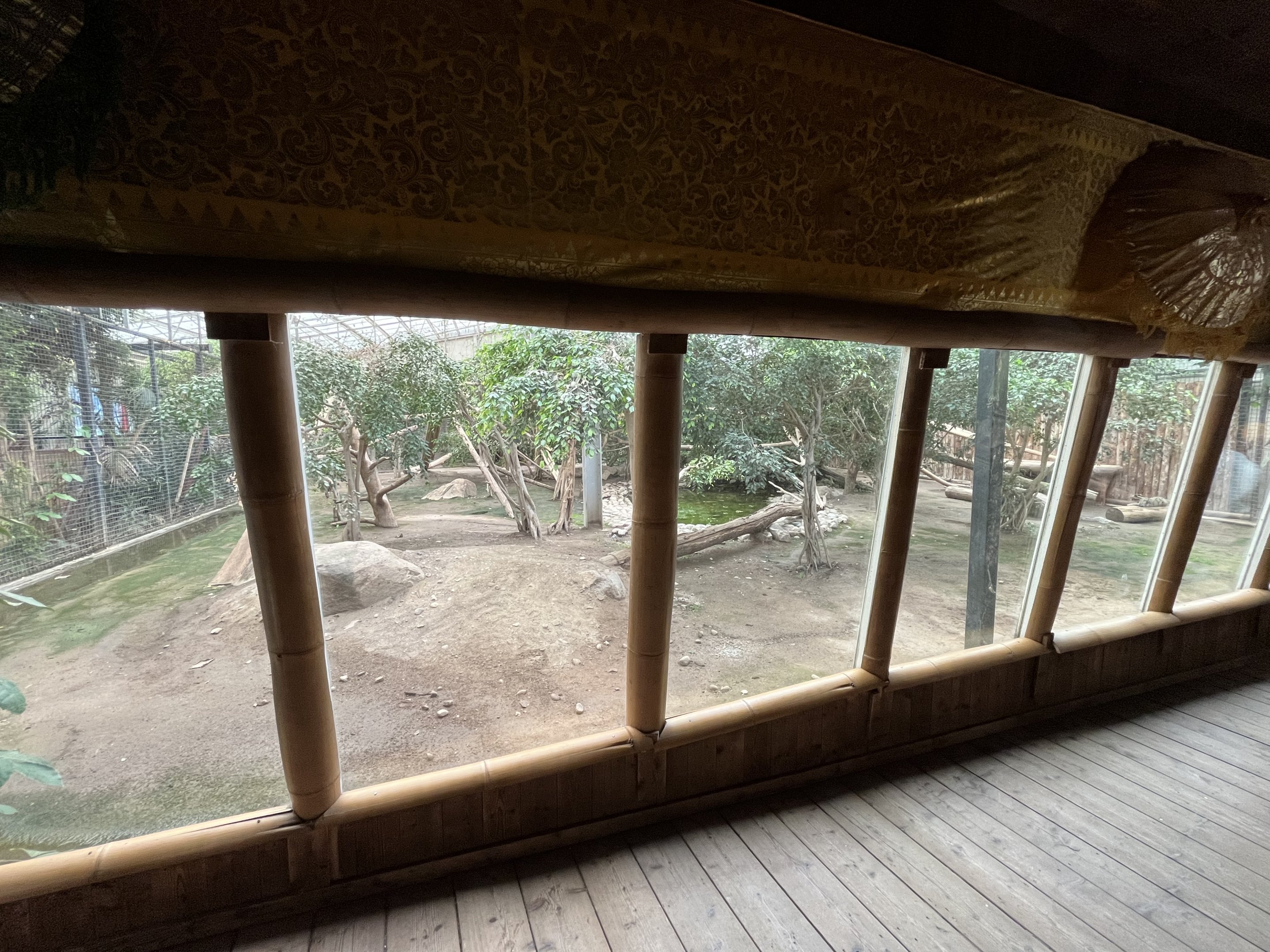 Clouded Leopard Indoor Exhibit
