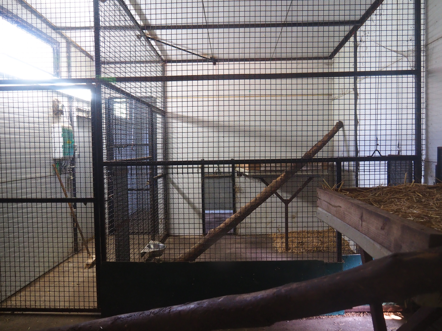 Clouded leopard indoor housing, 2019-08-04