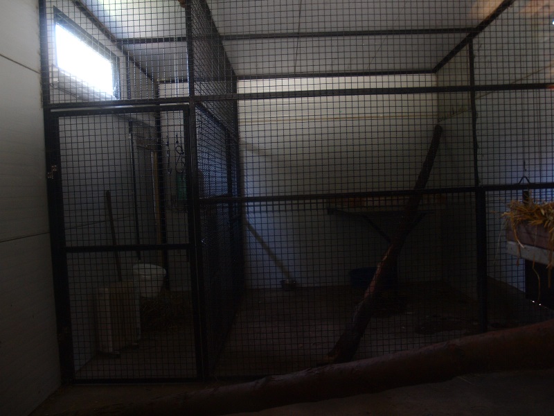 Clouded leopard indoor housing (April 19th, 2015)