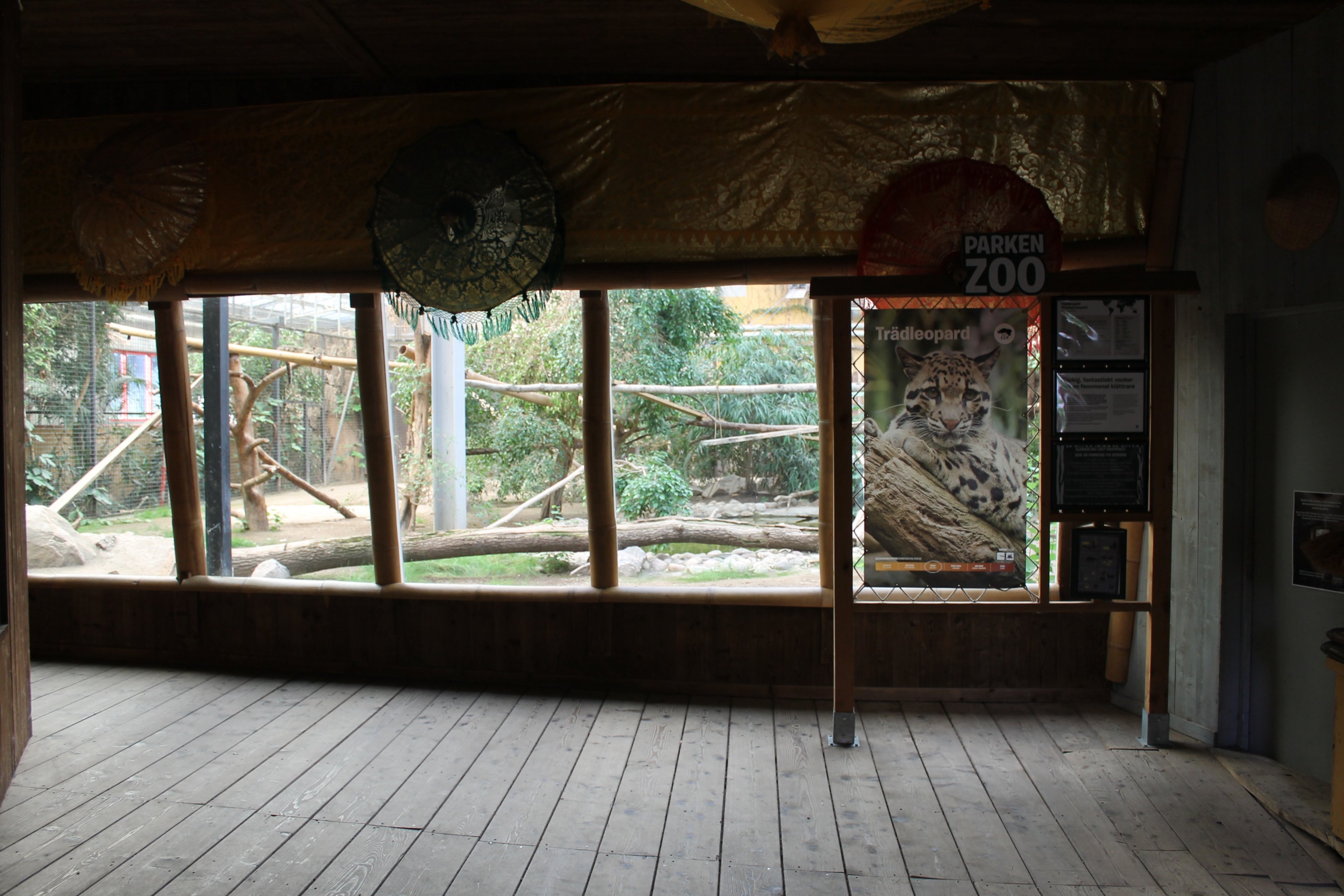 Clouded leopard indoors | The Asia Pavilion