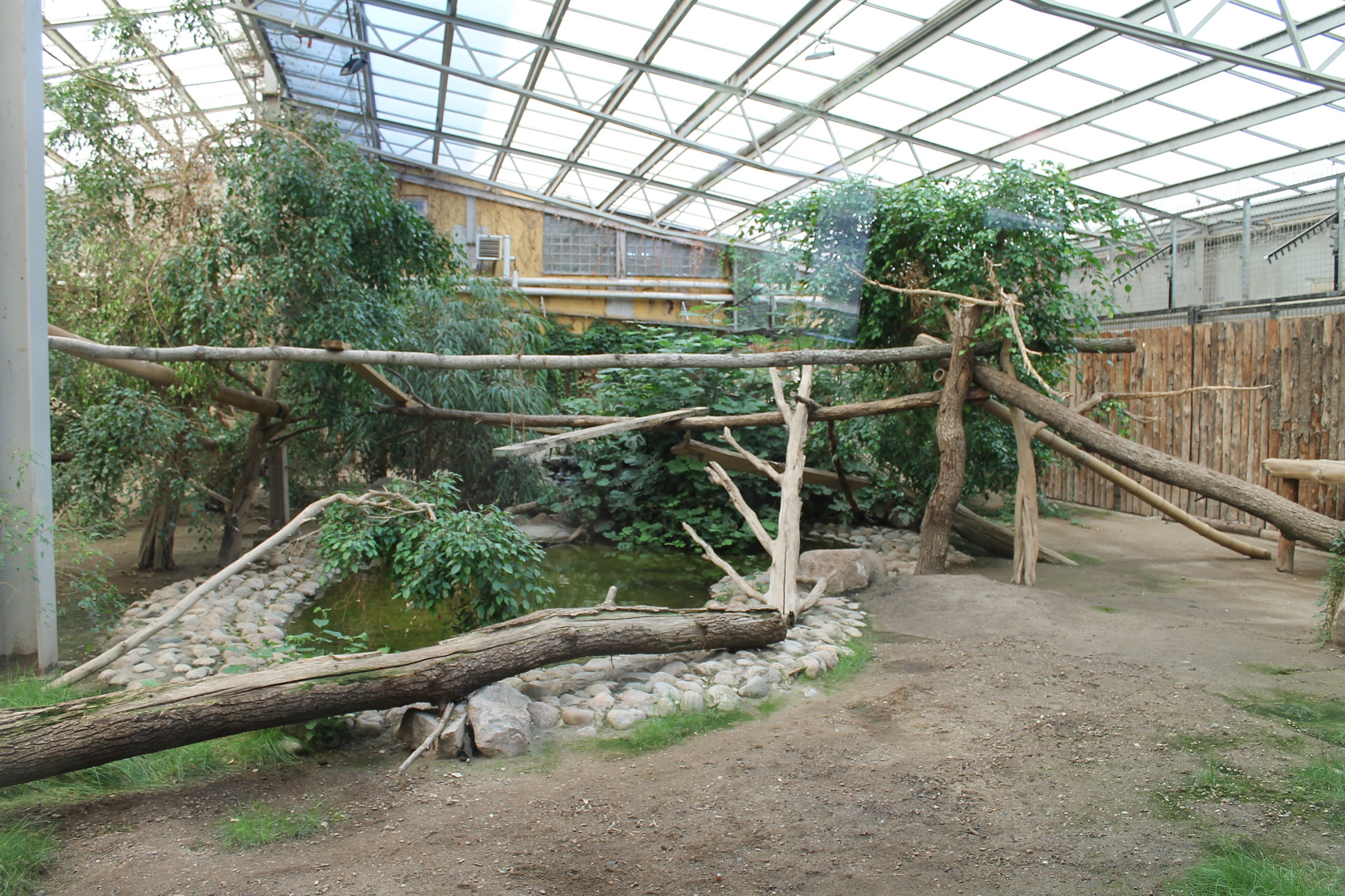 Clouded leopard indoors | The Asia Pavilion