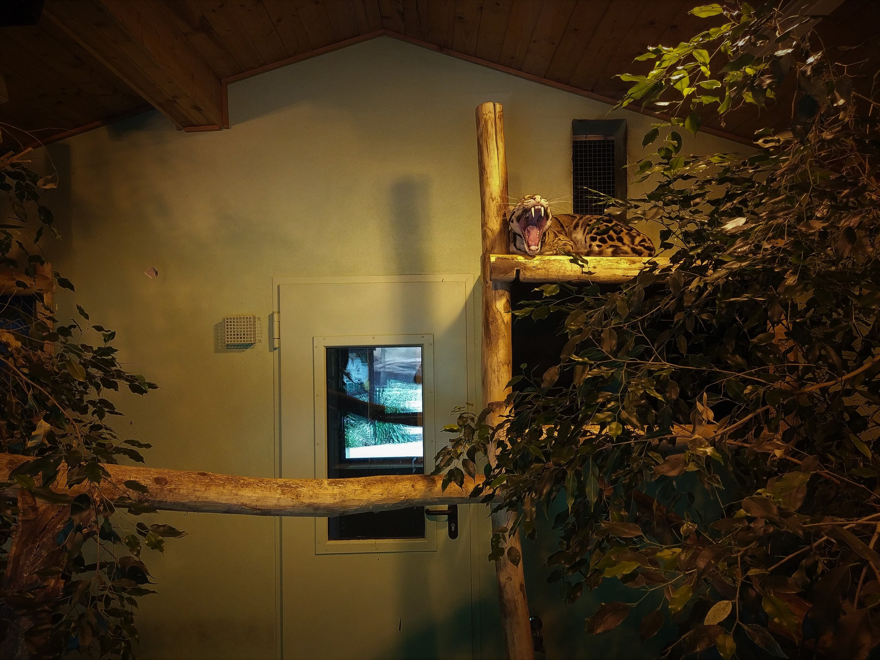 Clouded Leopard Indoors