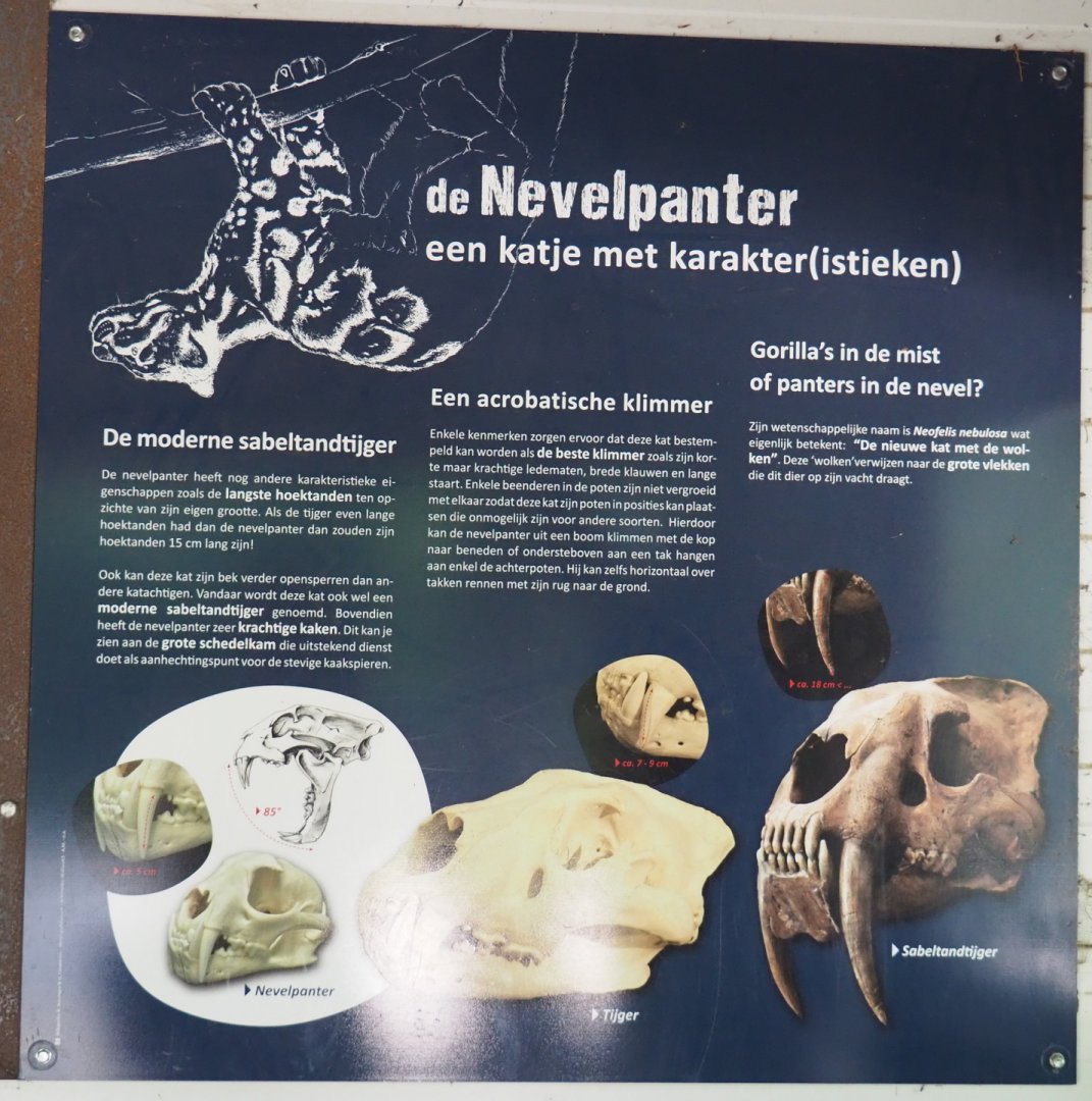 Clouded leopard information signage, 2021-06-15