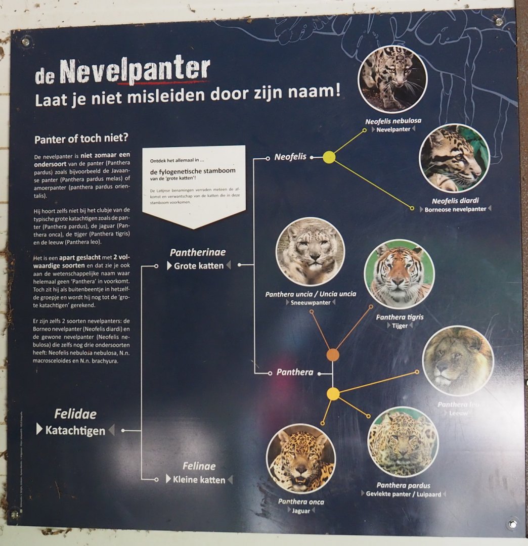 Clouded leopard information signage, 2021-06-15
