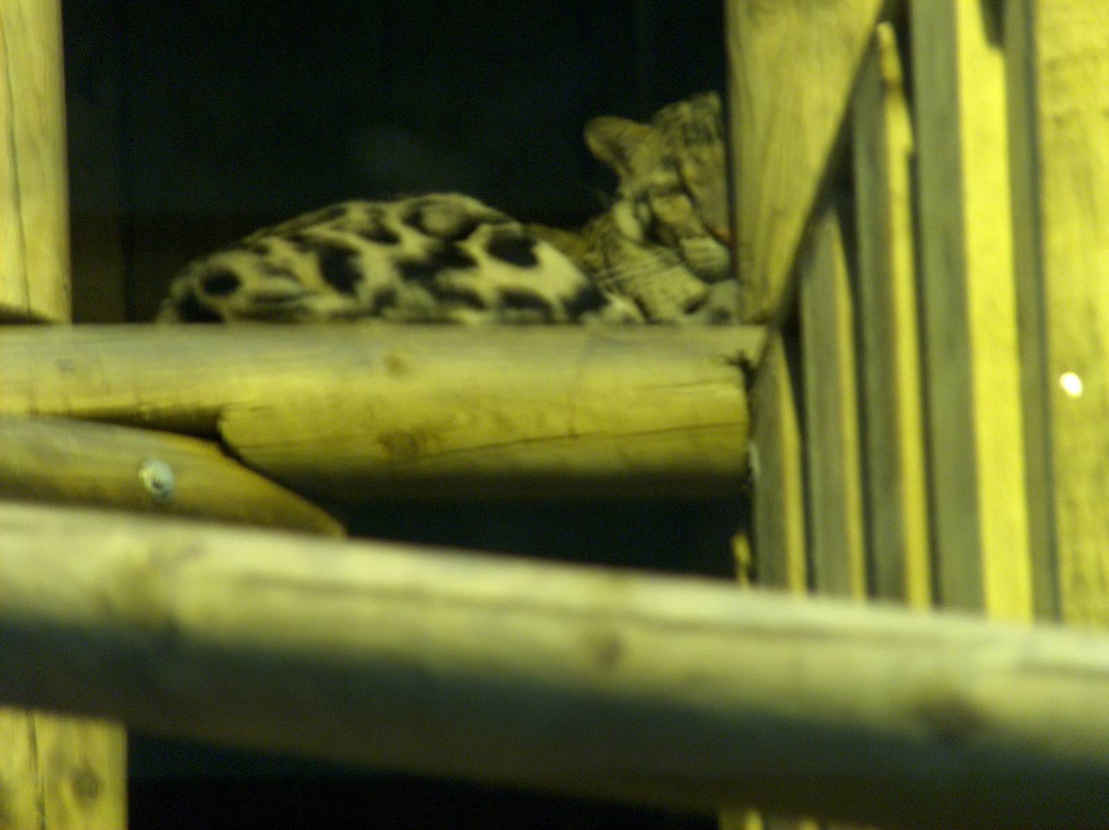 clouded leopard jardin des plantes march 2008