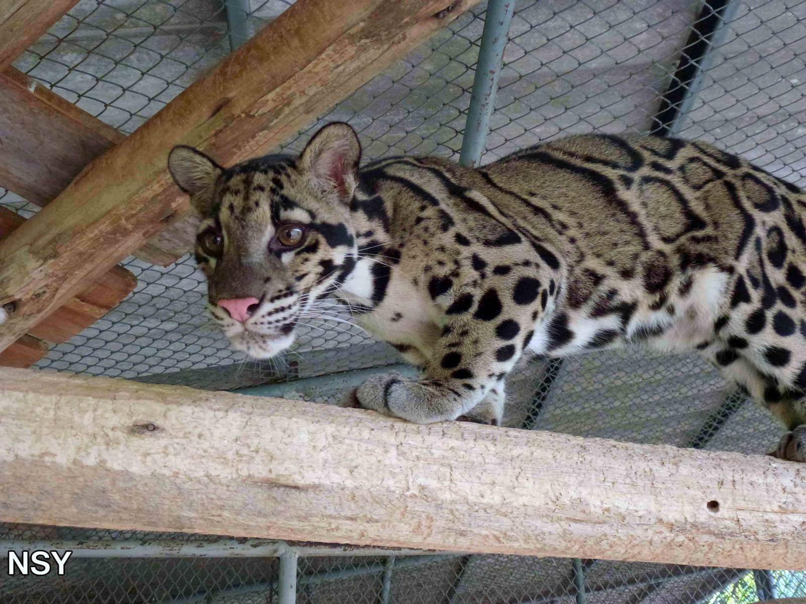 Clouded leopard, June 2013.