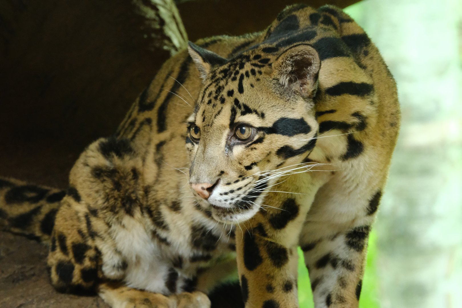 Clouded leopard - June 26, 2025