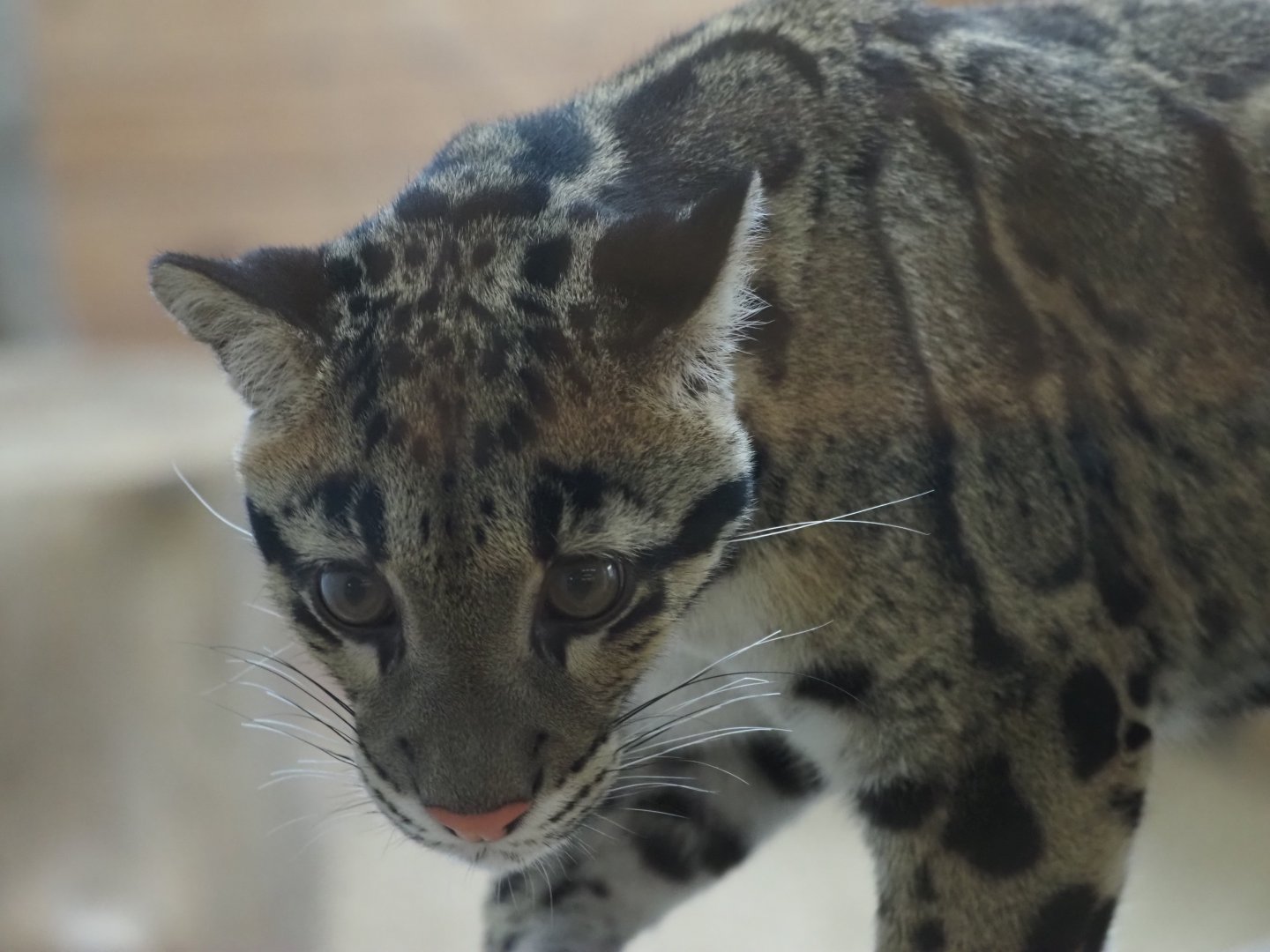Clouded Leopard "Kya" 1