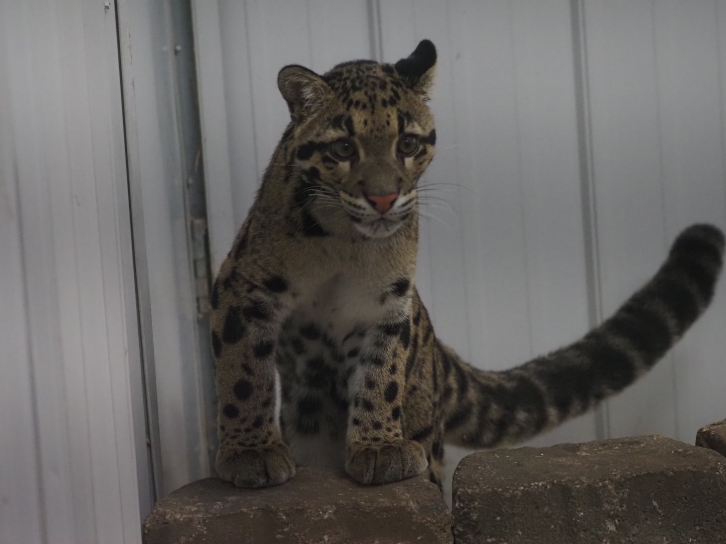 Clouded Leopard "Kya" 2