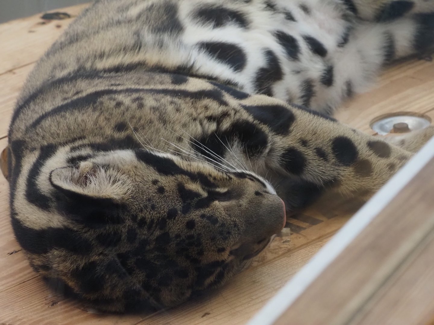 Clouded Leopard "Kya" 2