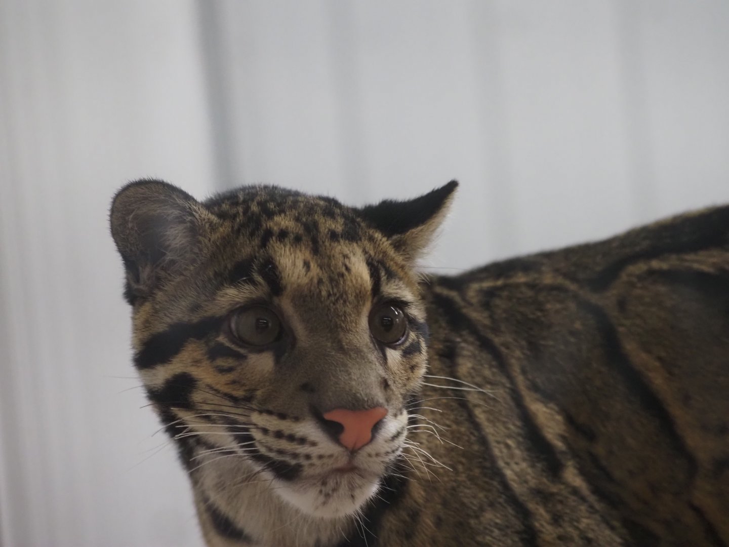 Clouded Leopard "Kya" 3