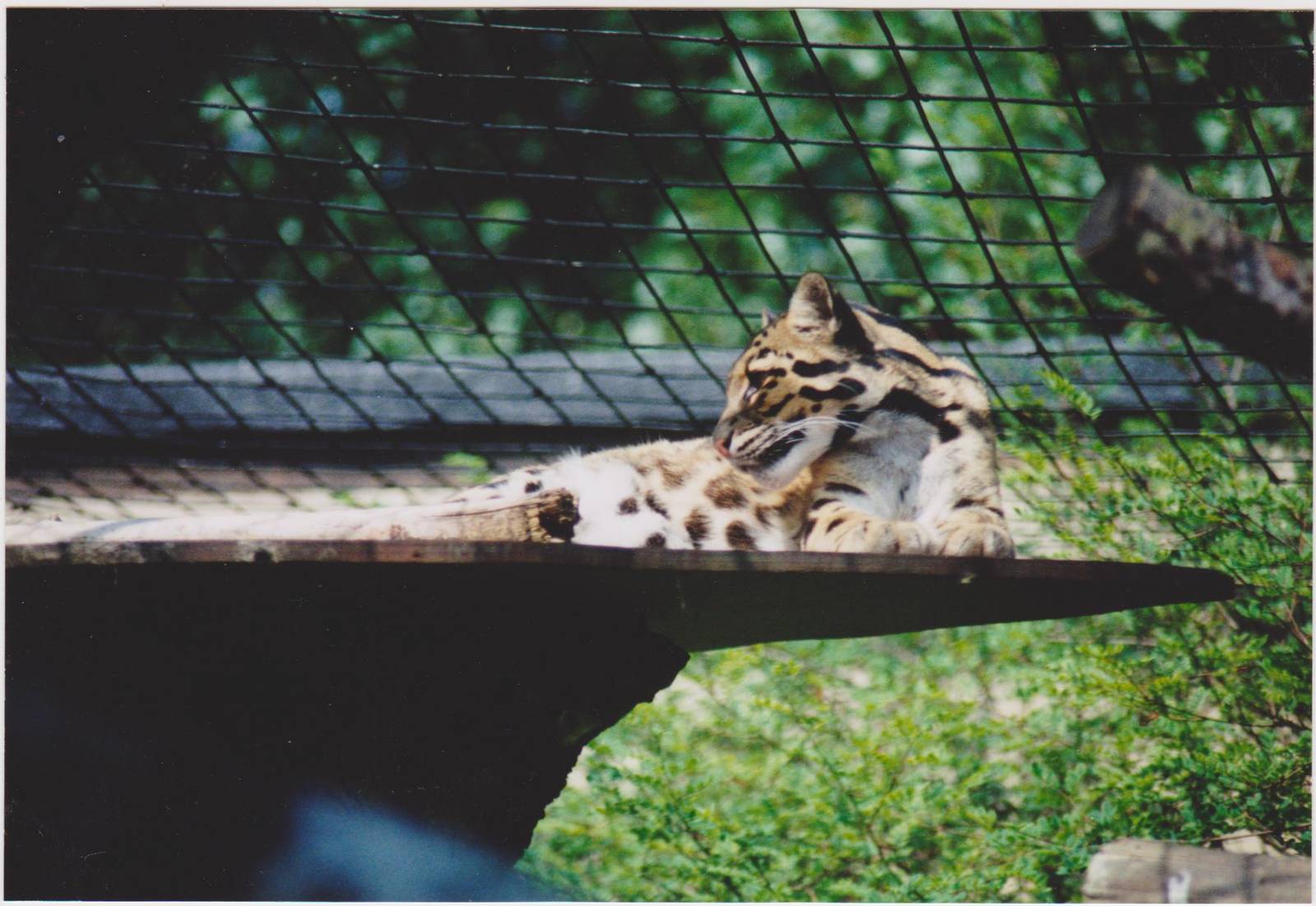 Clouded leopard  late 1990s.