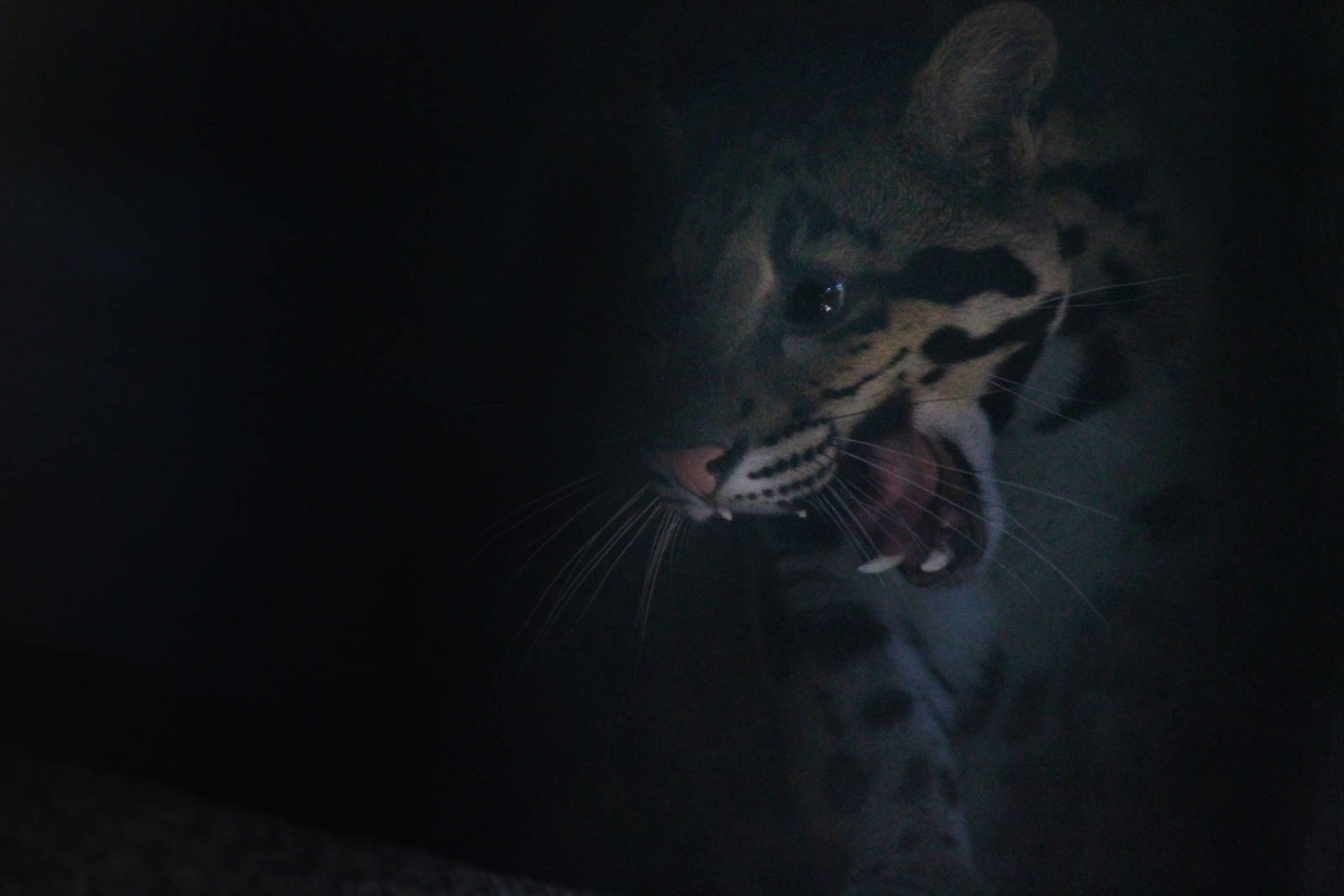 Clouded Leopard (M)