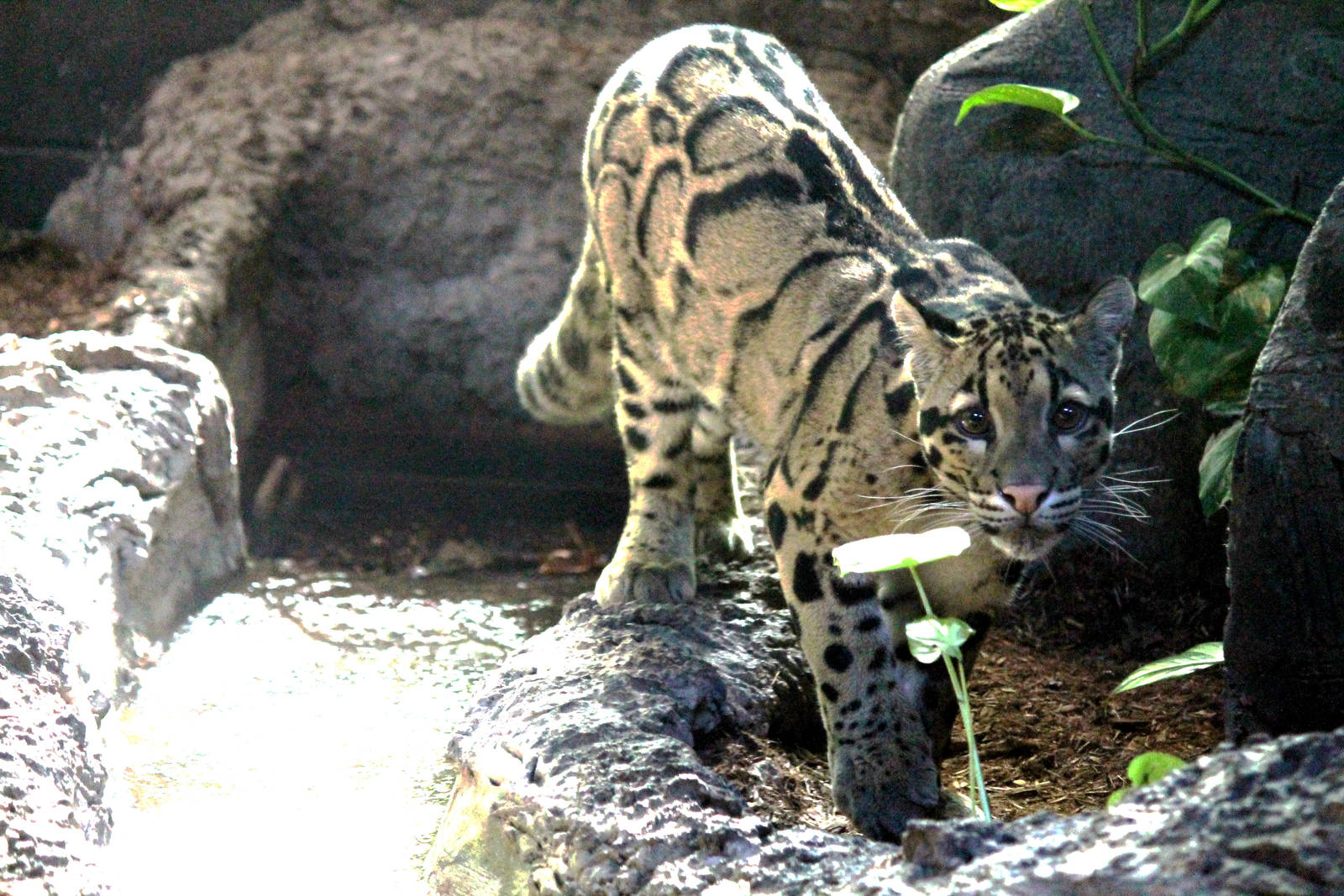 Clouded Leopard (M)