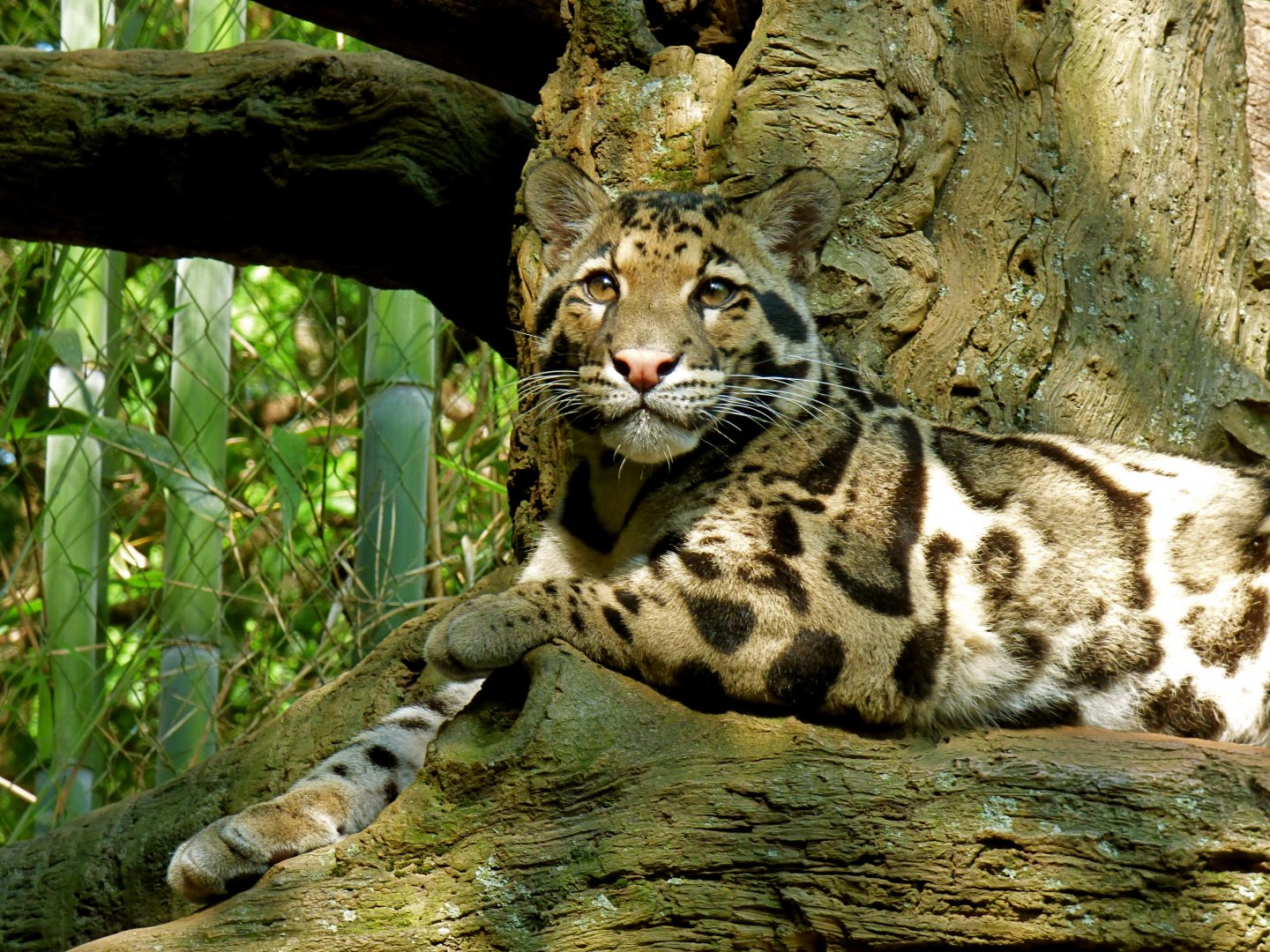 Clouded Leopard - May 2018