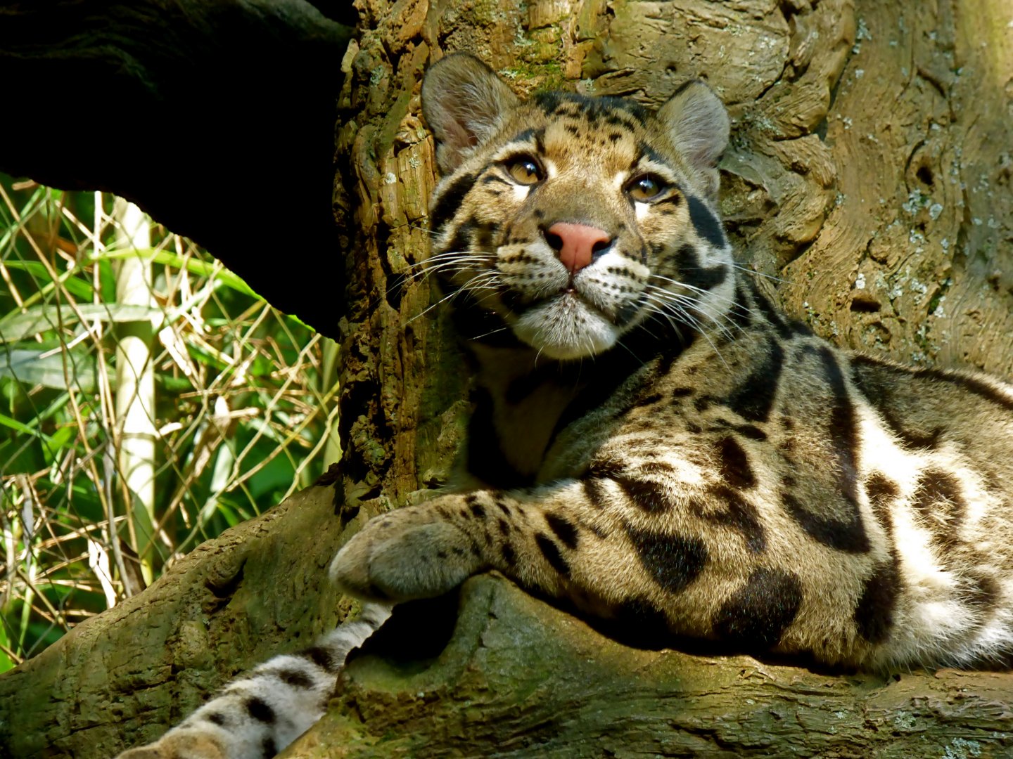Clouded Leopard - May 2018