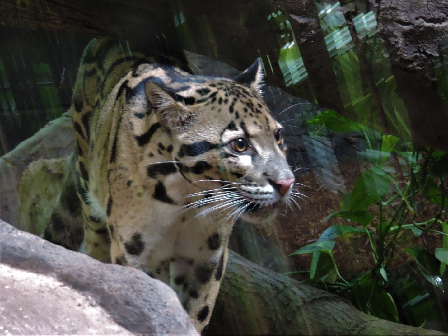 Clouded Leopard - Mingma