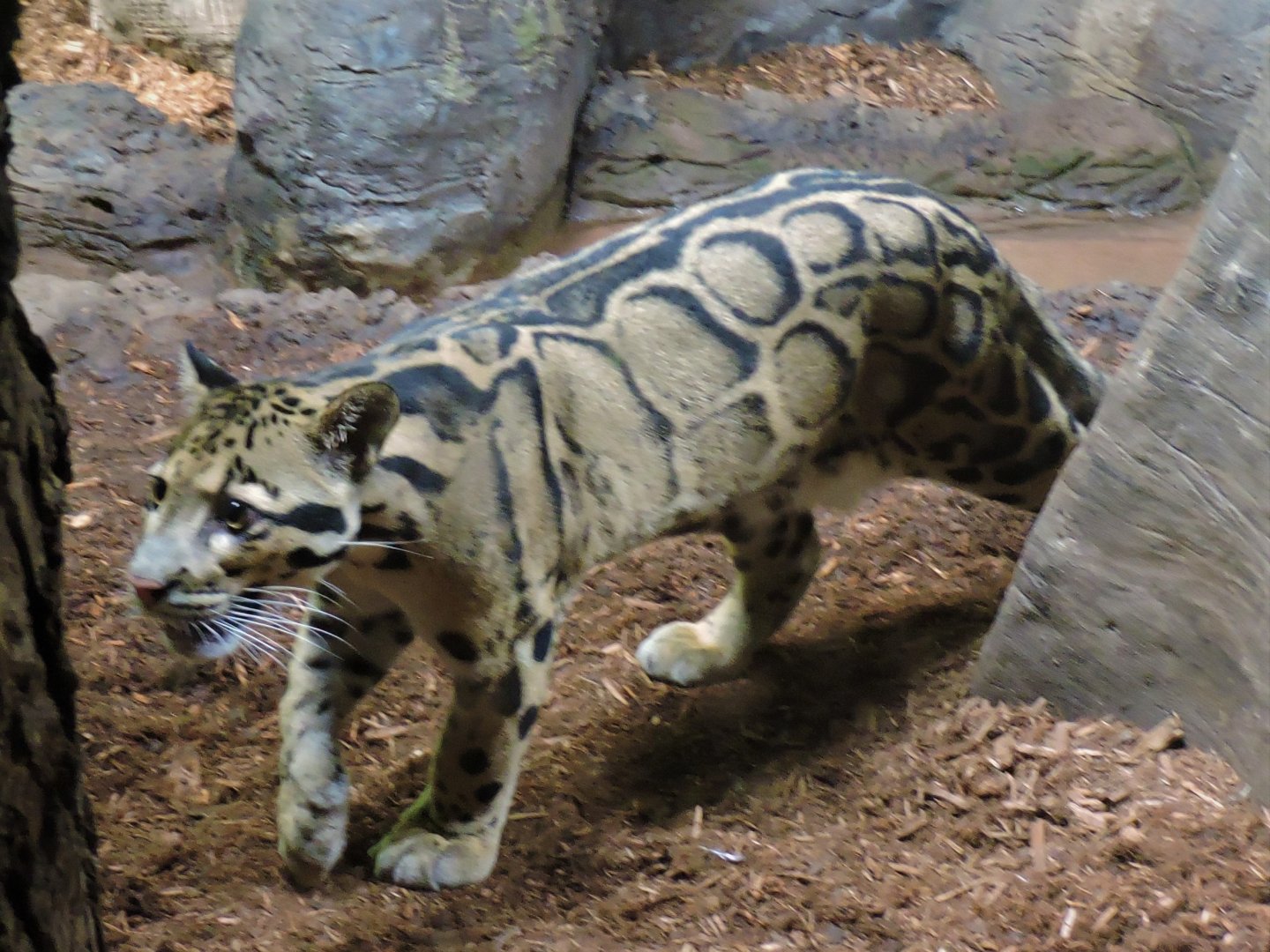 Clouded Leopard - Mingma