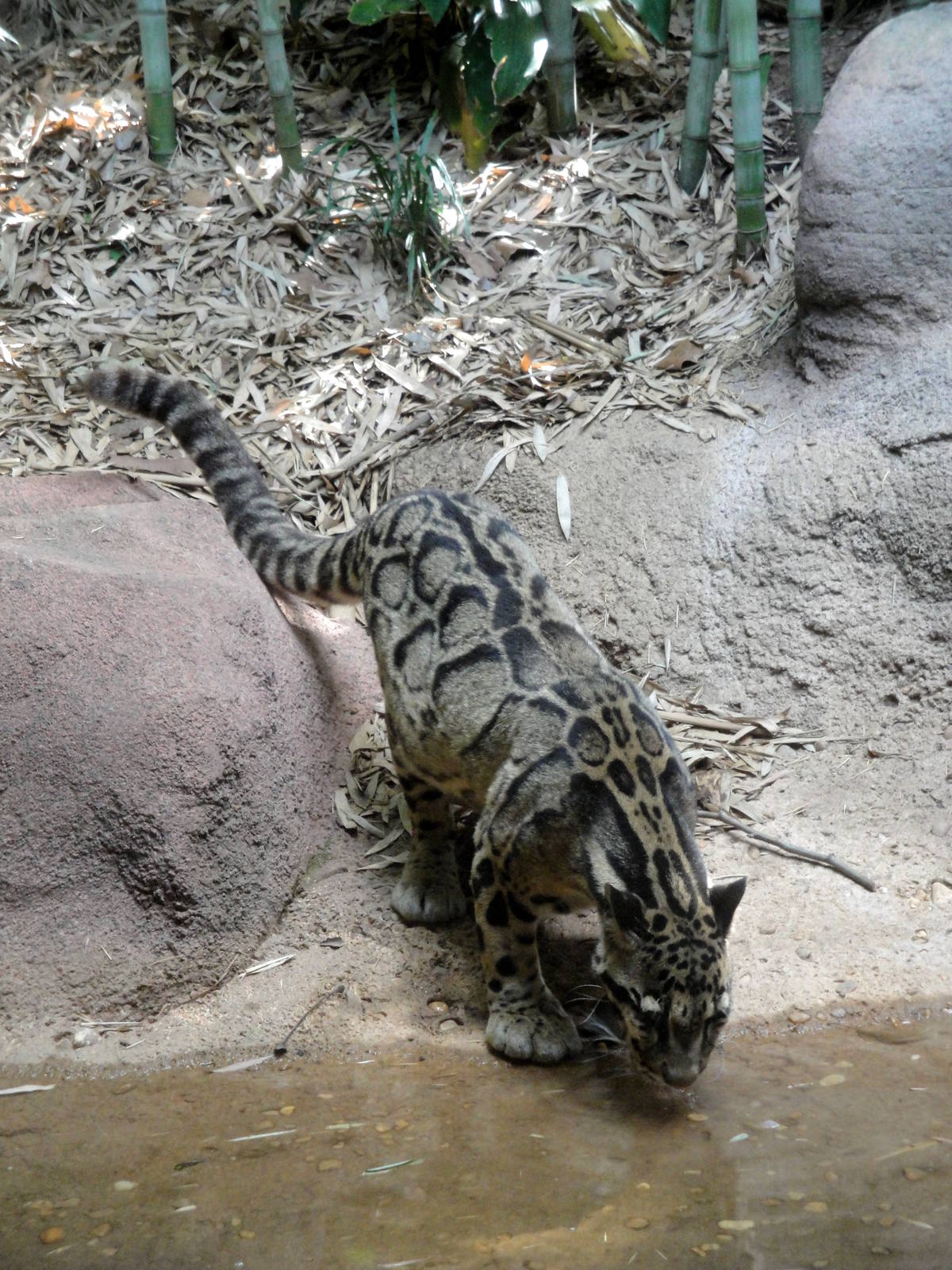 Clouded Leopard - Moby