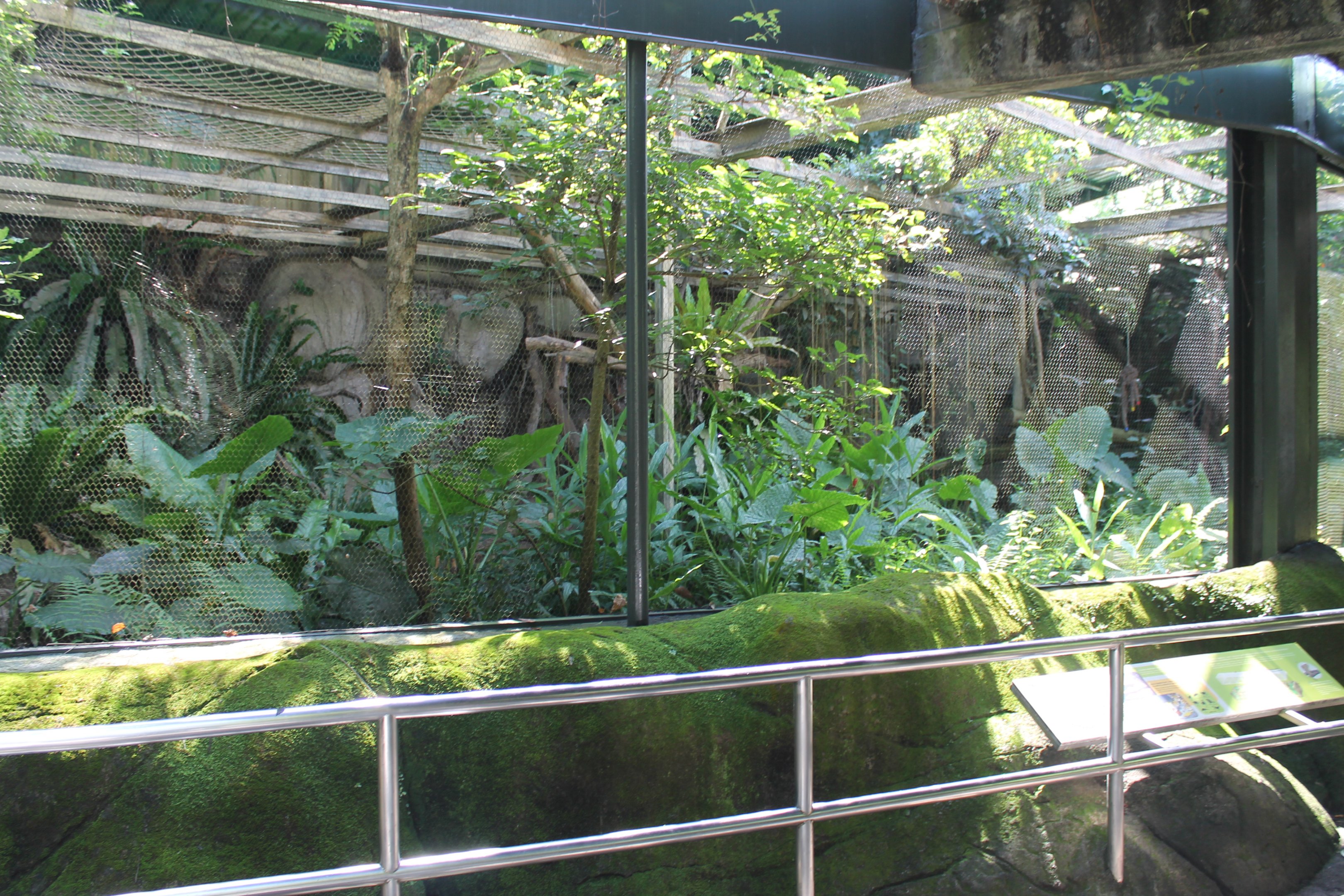 Clouded Leopard (Neofelis nebulosa) enclosure